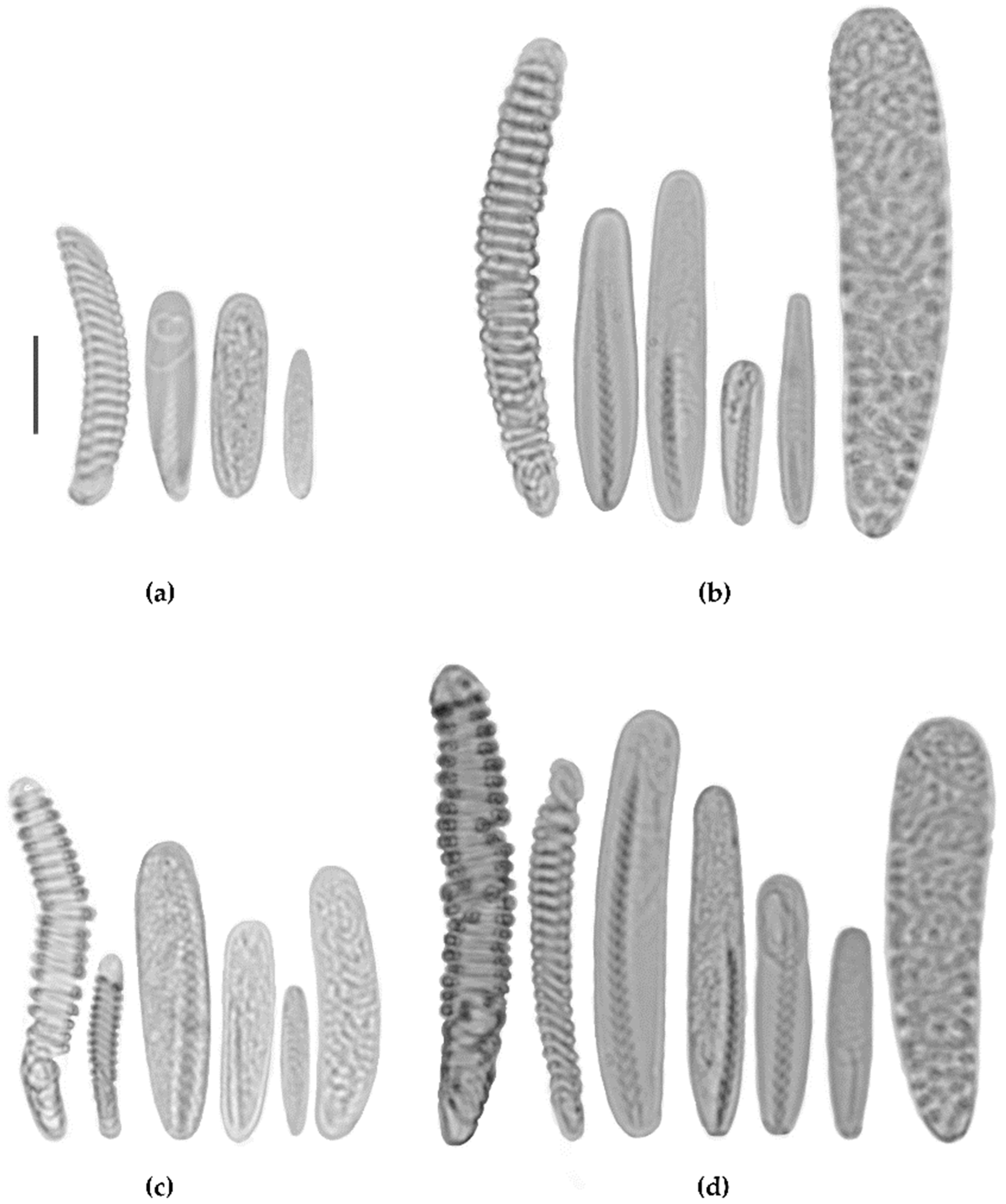 Biology 12 01167 g004 Biology 12 01167 g004