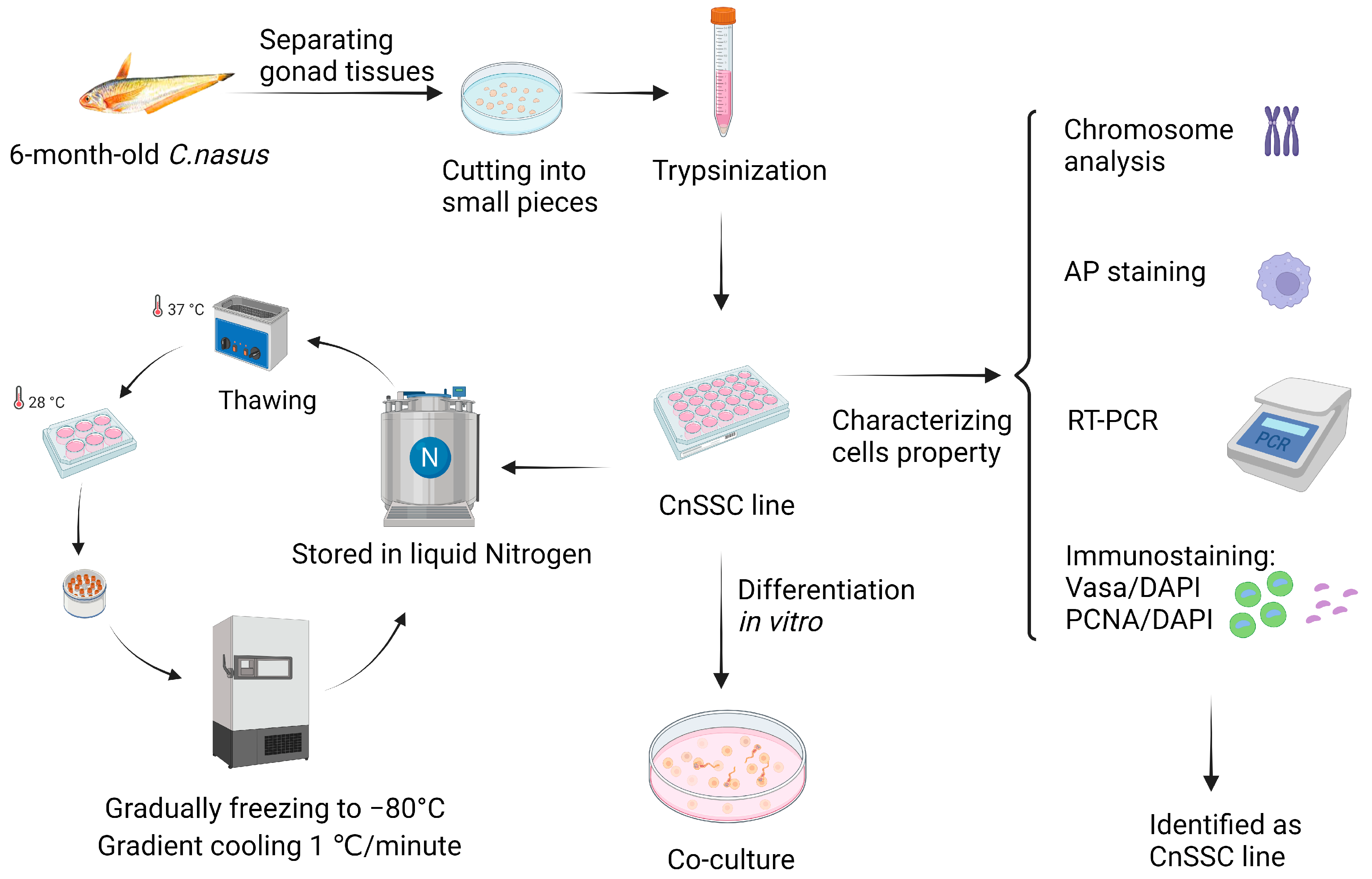 Biology 12 01175 g001