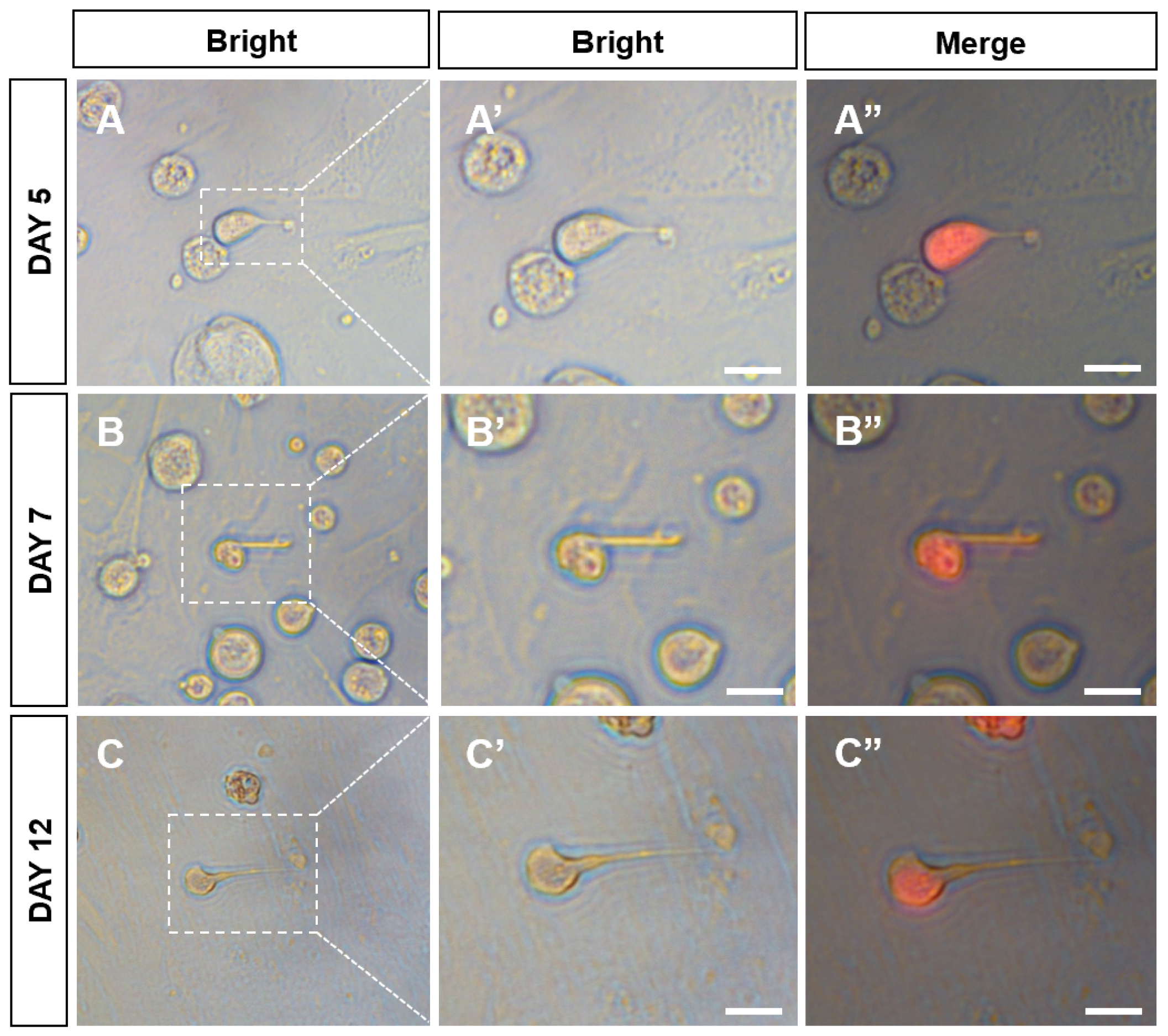 Biology 12 01175 g006