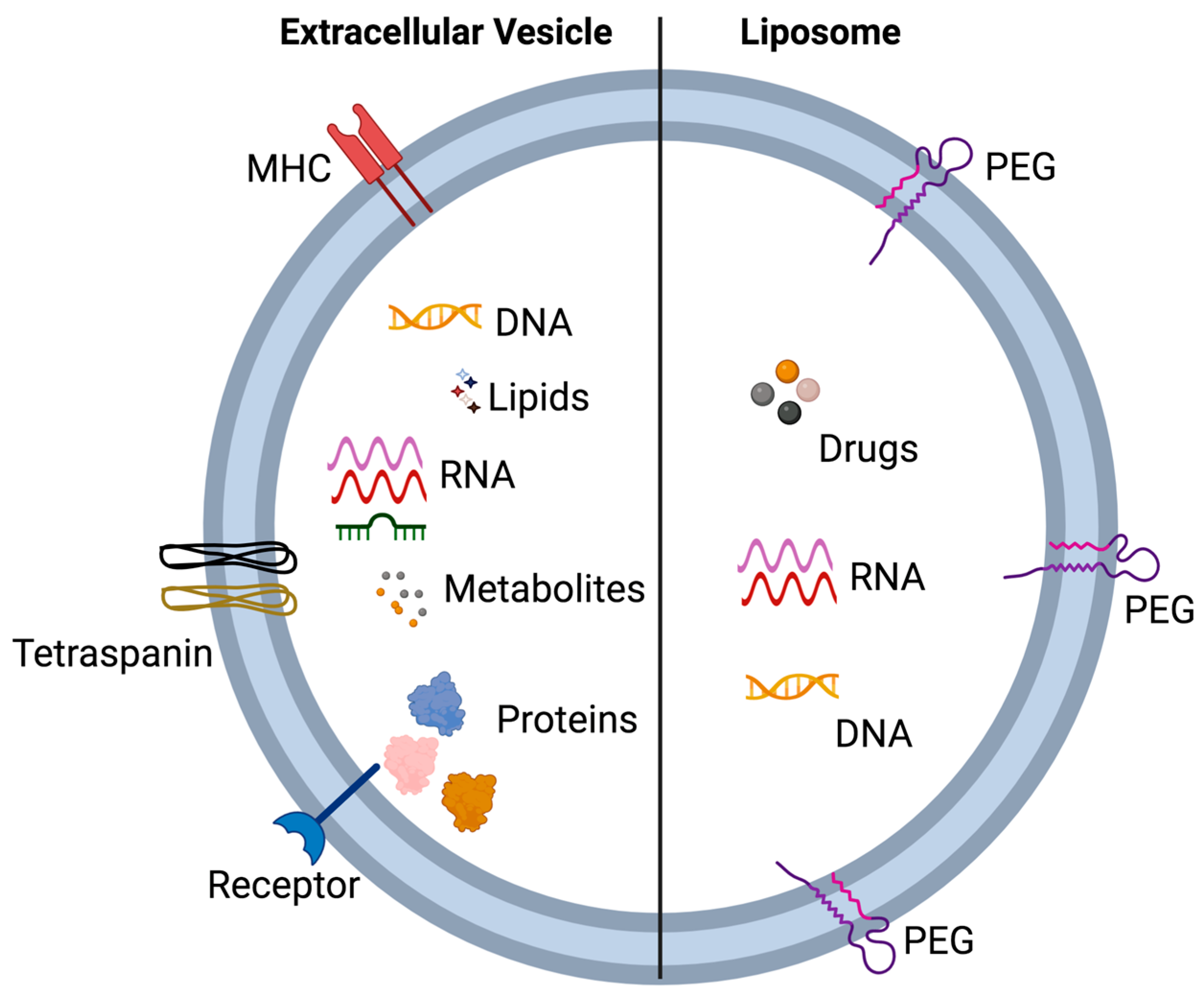 Biology 12 01178 g004 Biology 12 01178 g004