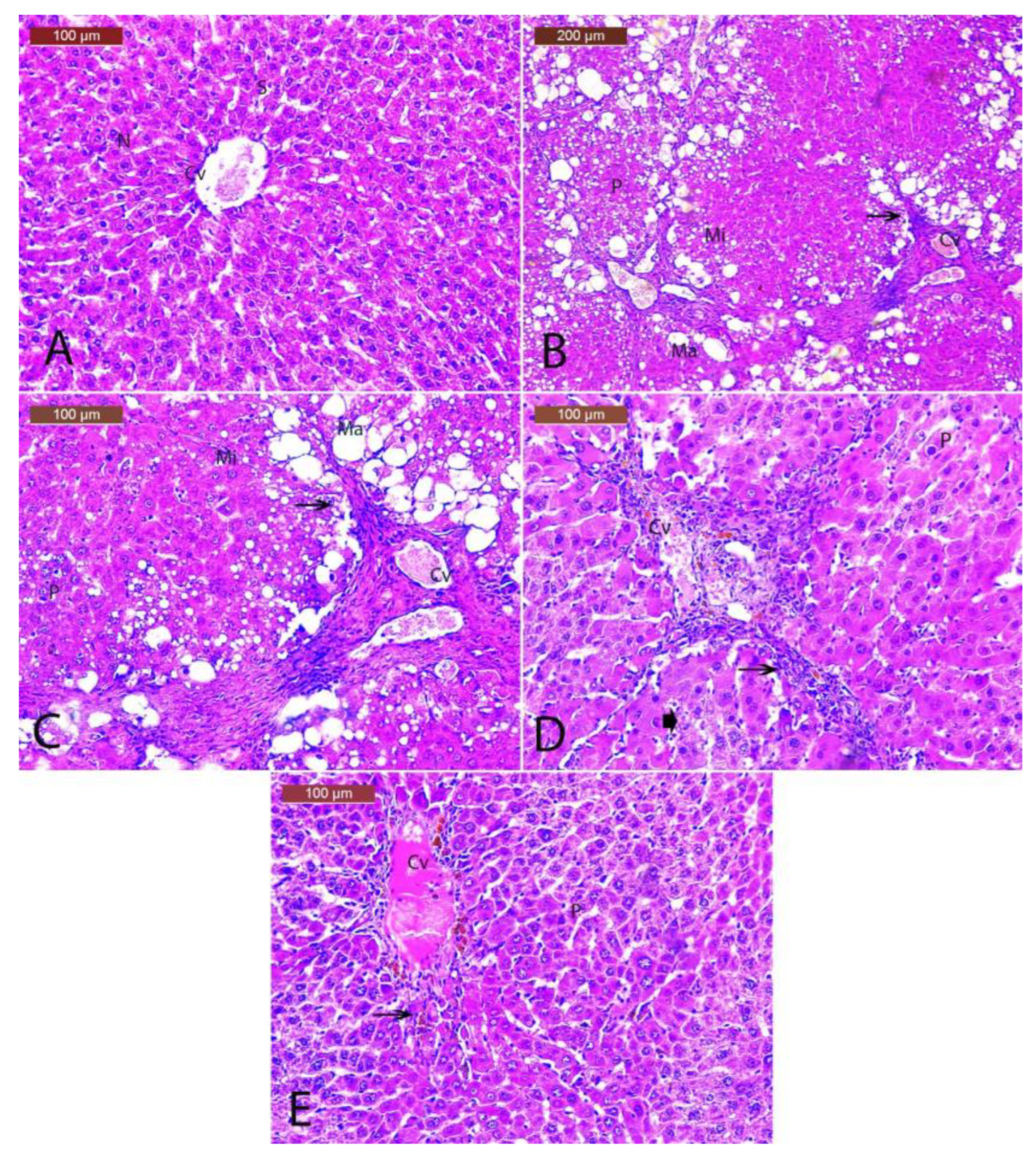 Biology 12 01184 g010