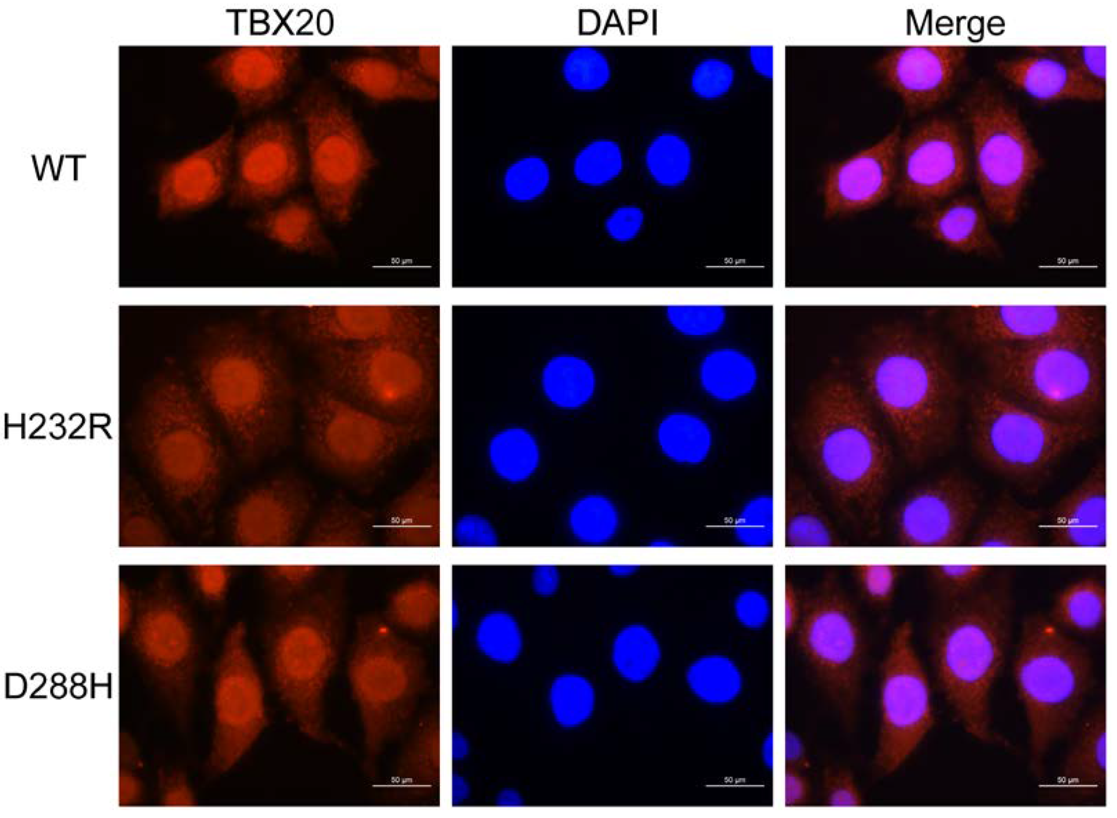 Biology 12 01186 g009 Biology 12 01186 g009