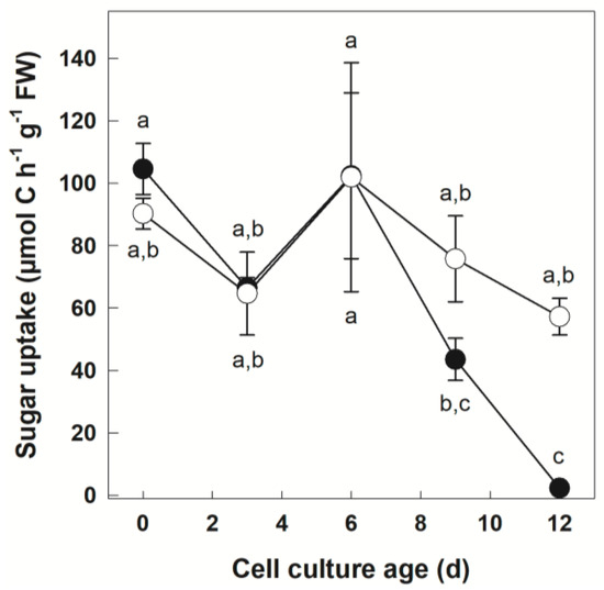 Carbon Fluxes in Potato (Solanum tuberosum) Remain Stable in