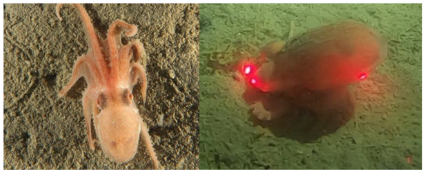 Biology 12 01204 i001