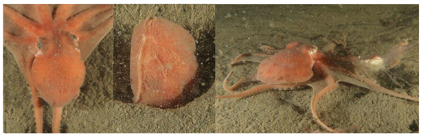 Biology 12 01204 i003