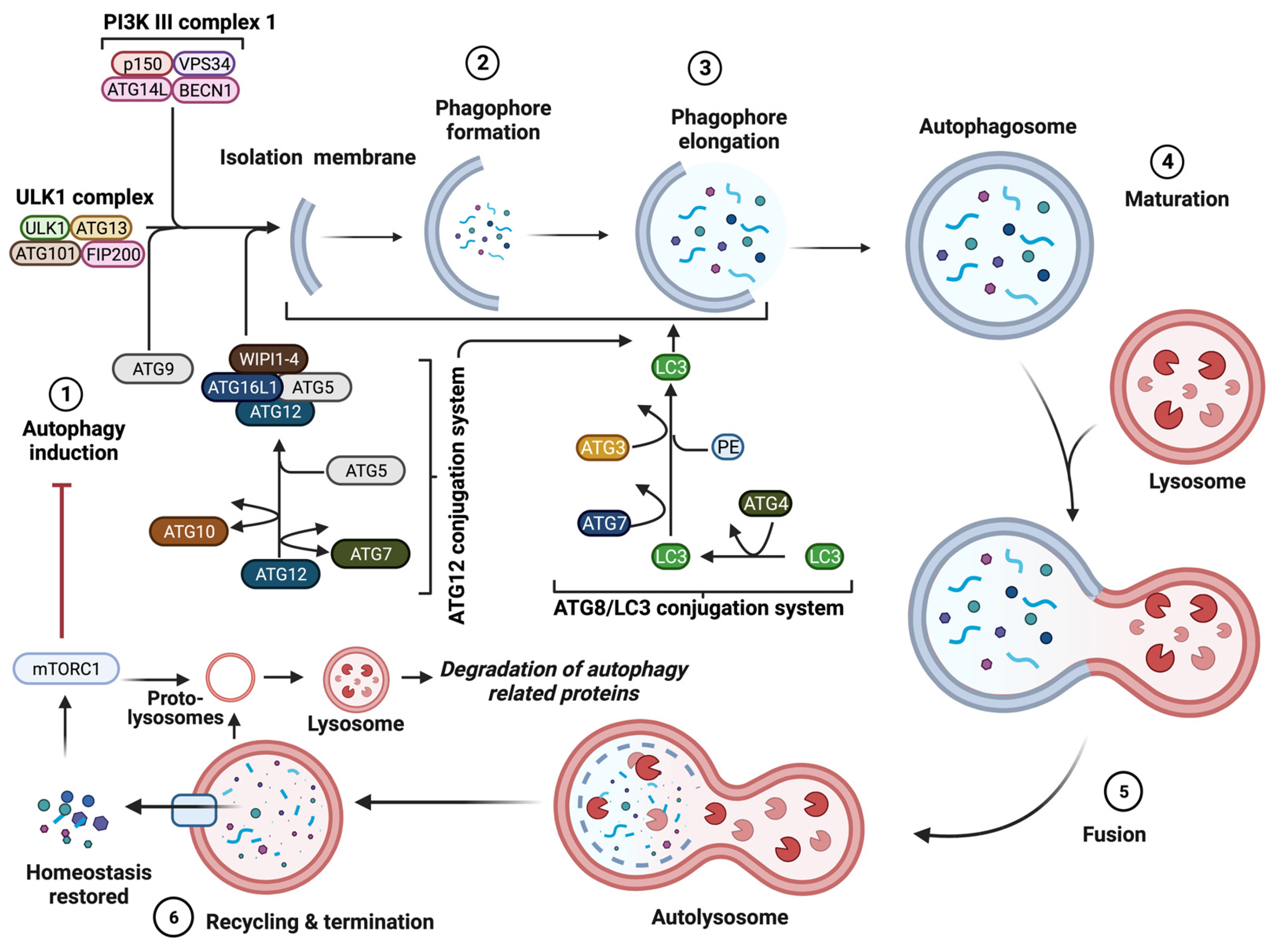 Biology 12 01205 g002 Biology 12 01205 g002