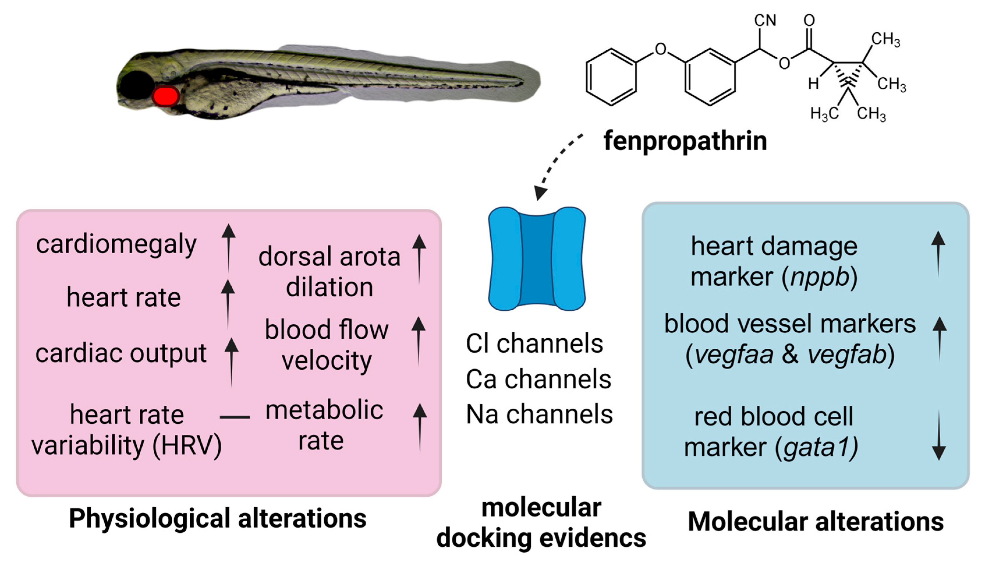 Biology 12 01214 g007 Biology 12 01214 g007