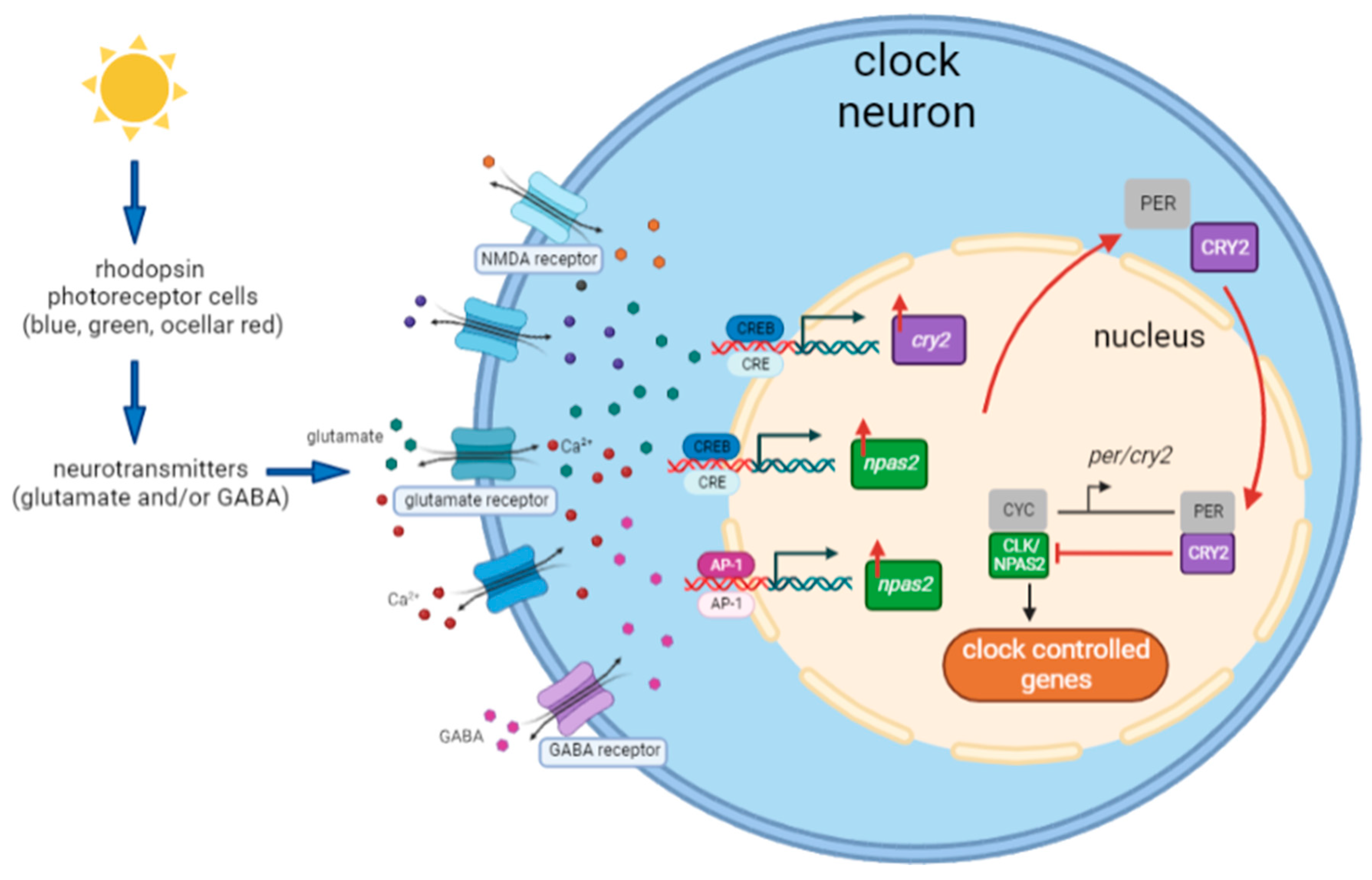 Biology 12 01215 g010 Biology 12 01215 g010
