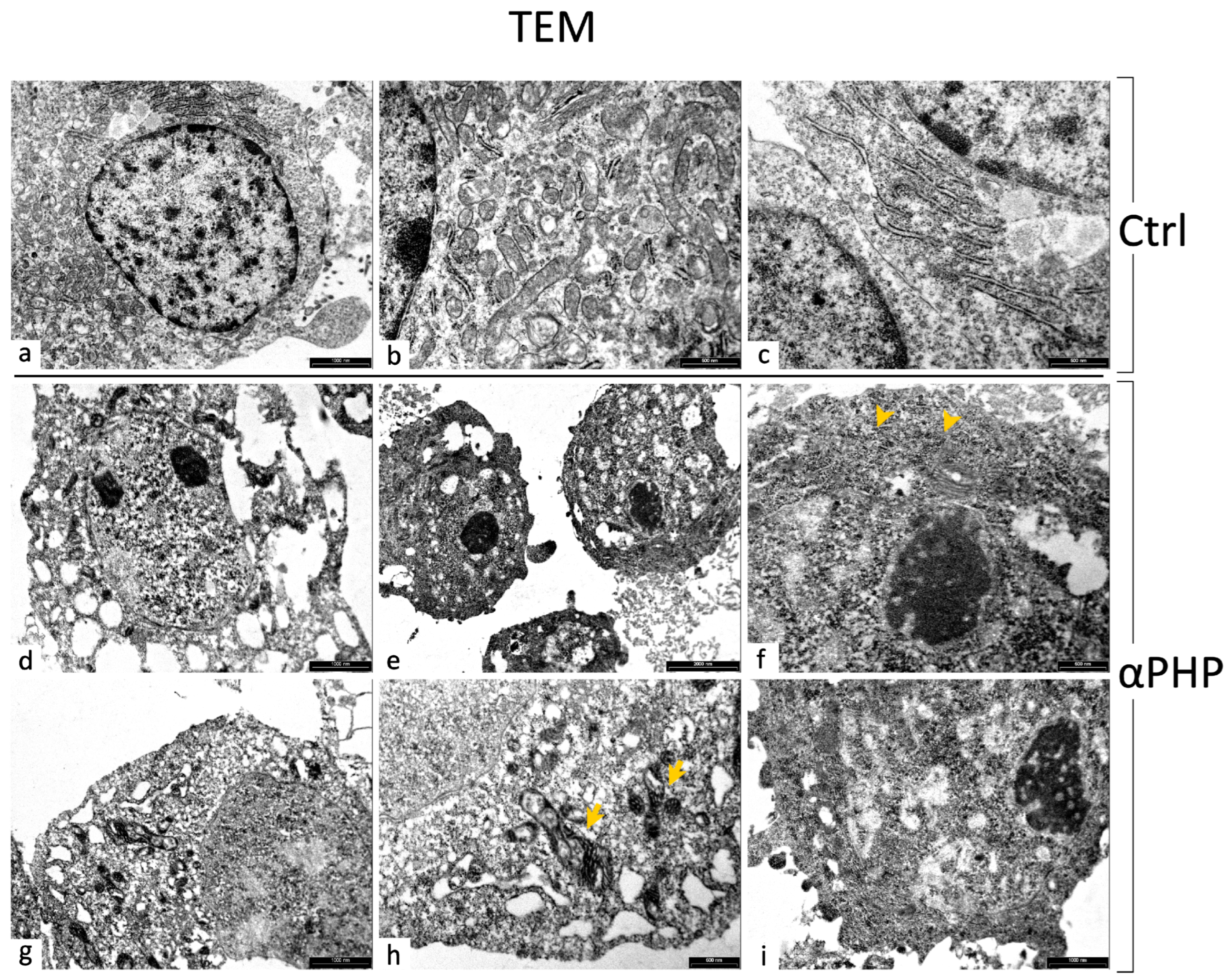 Biology 12 01225 g016 Biology 12 01225 g016