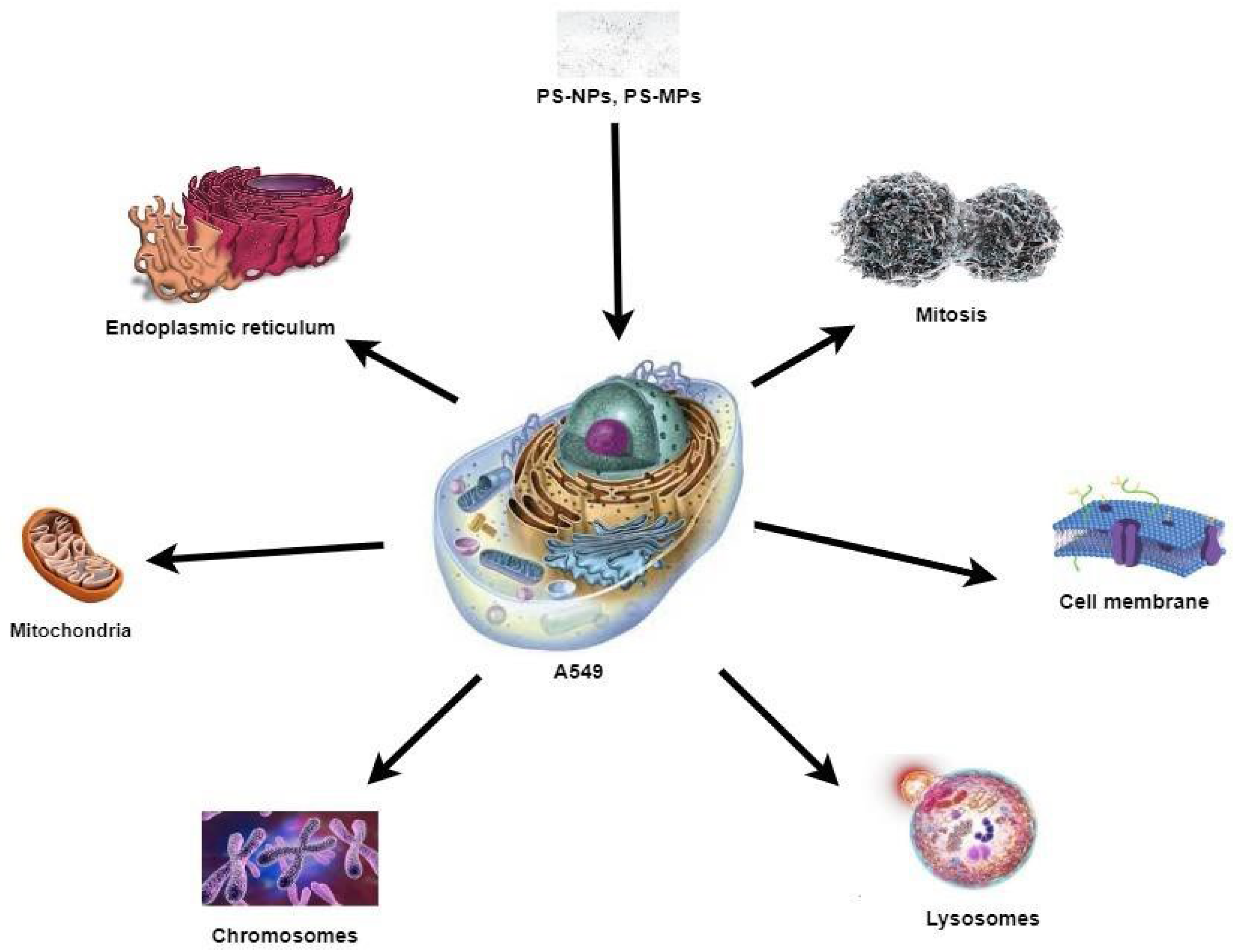 Biology 12 01243 g005