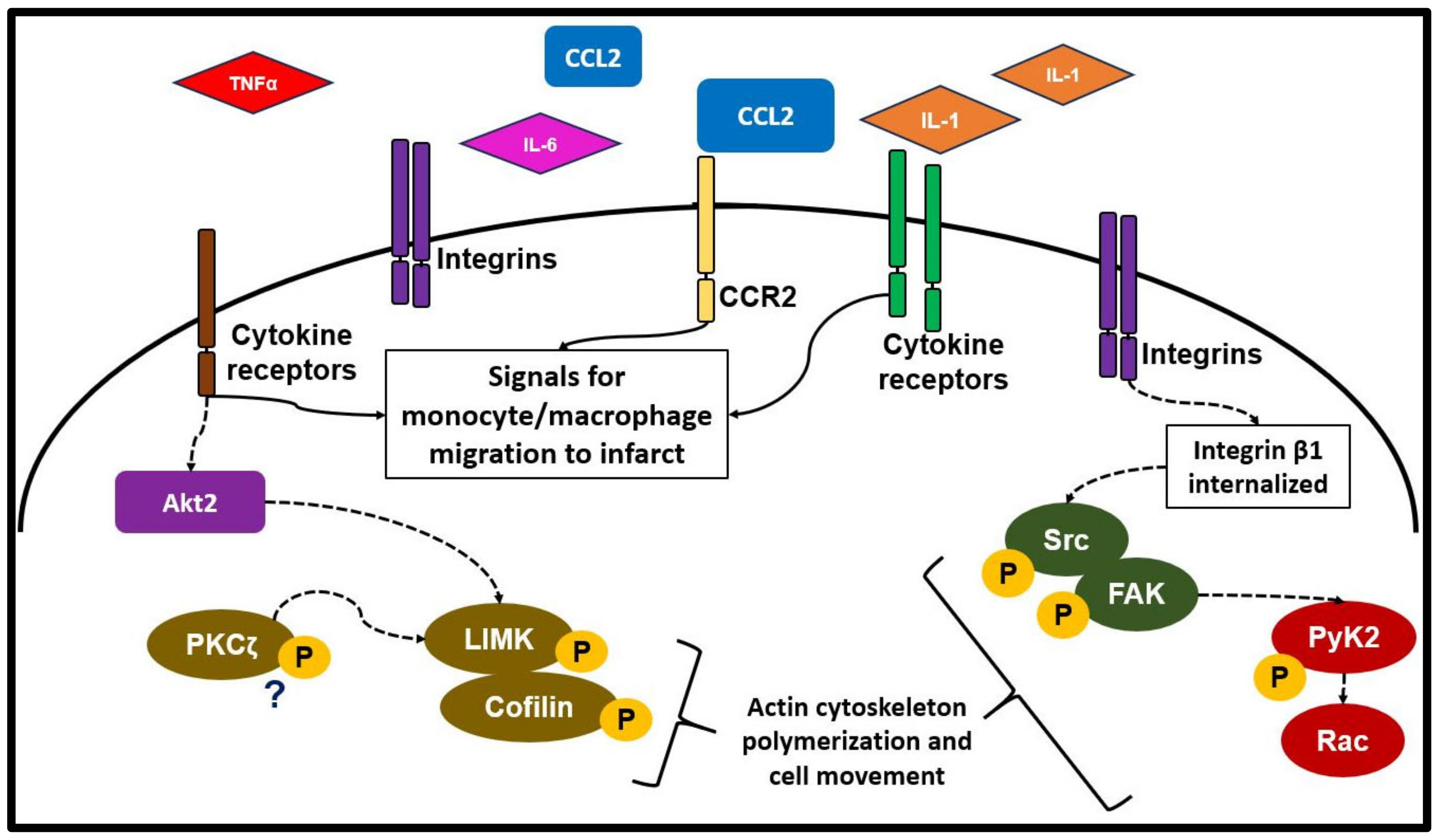 Biology 12 01258 g002