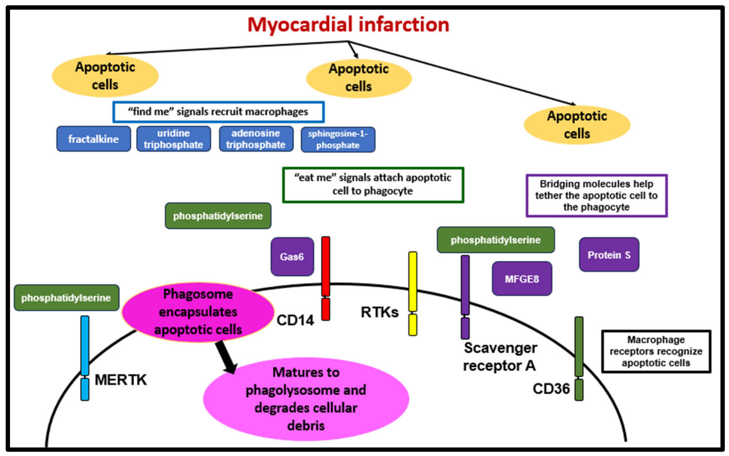 Biology 12 01258 g003