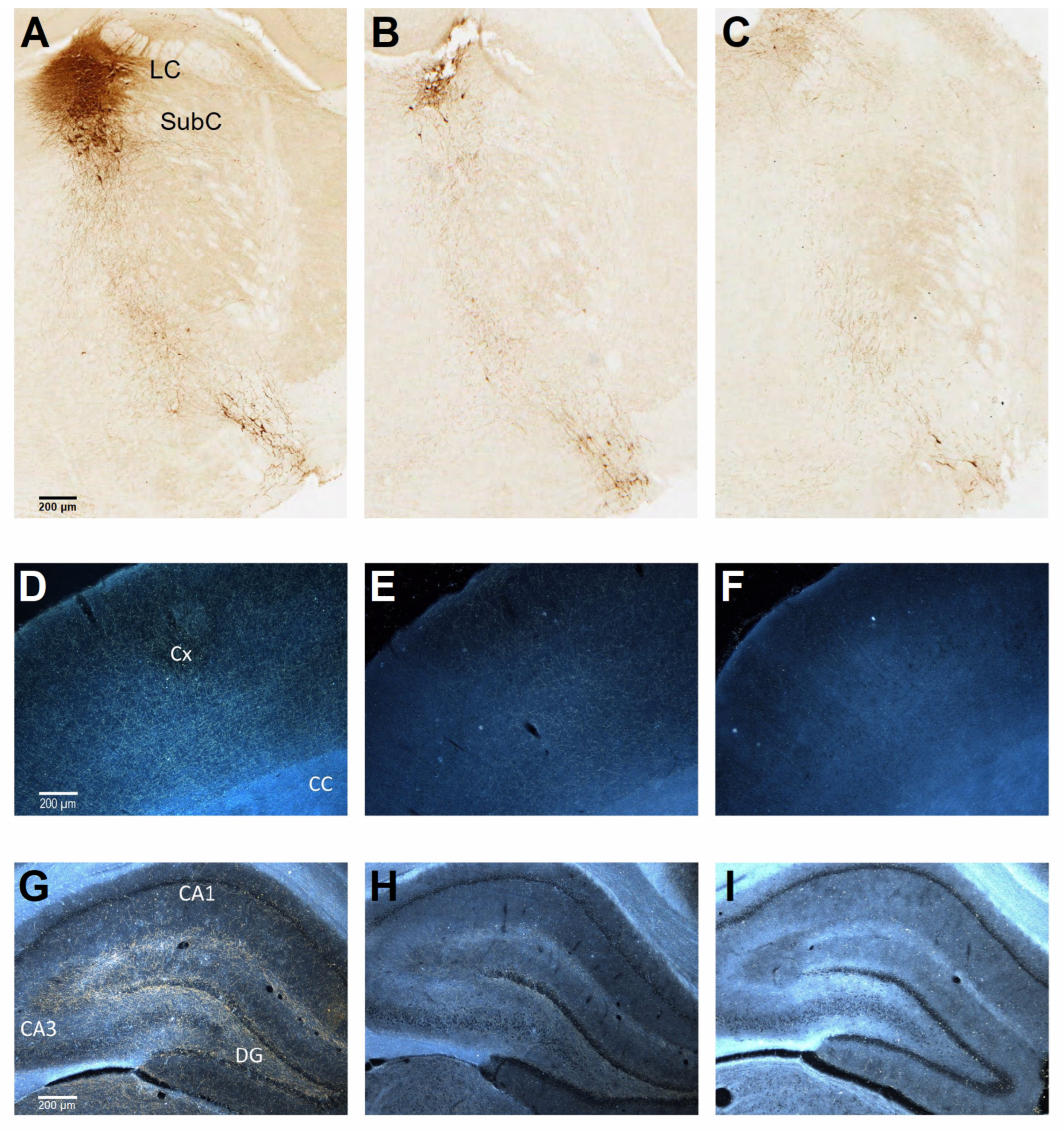 Biology 12 01264 g004 Biology 12 01264 g004