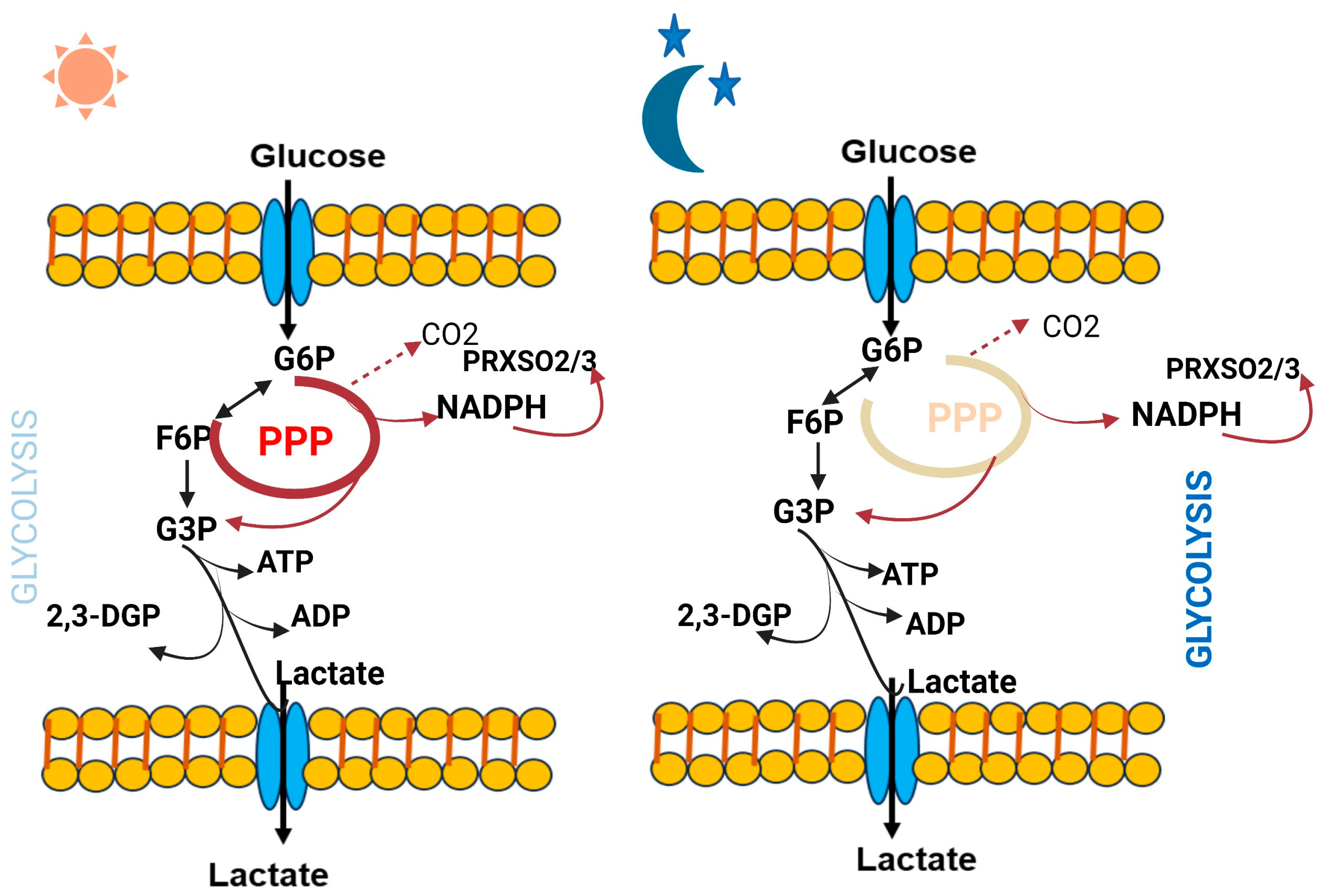 Biology 12 01294 g003