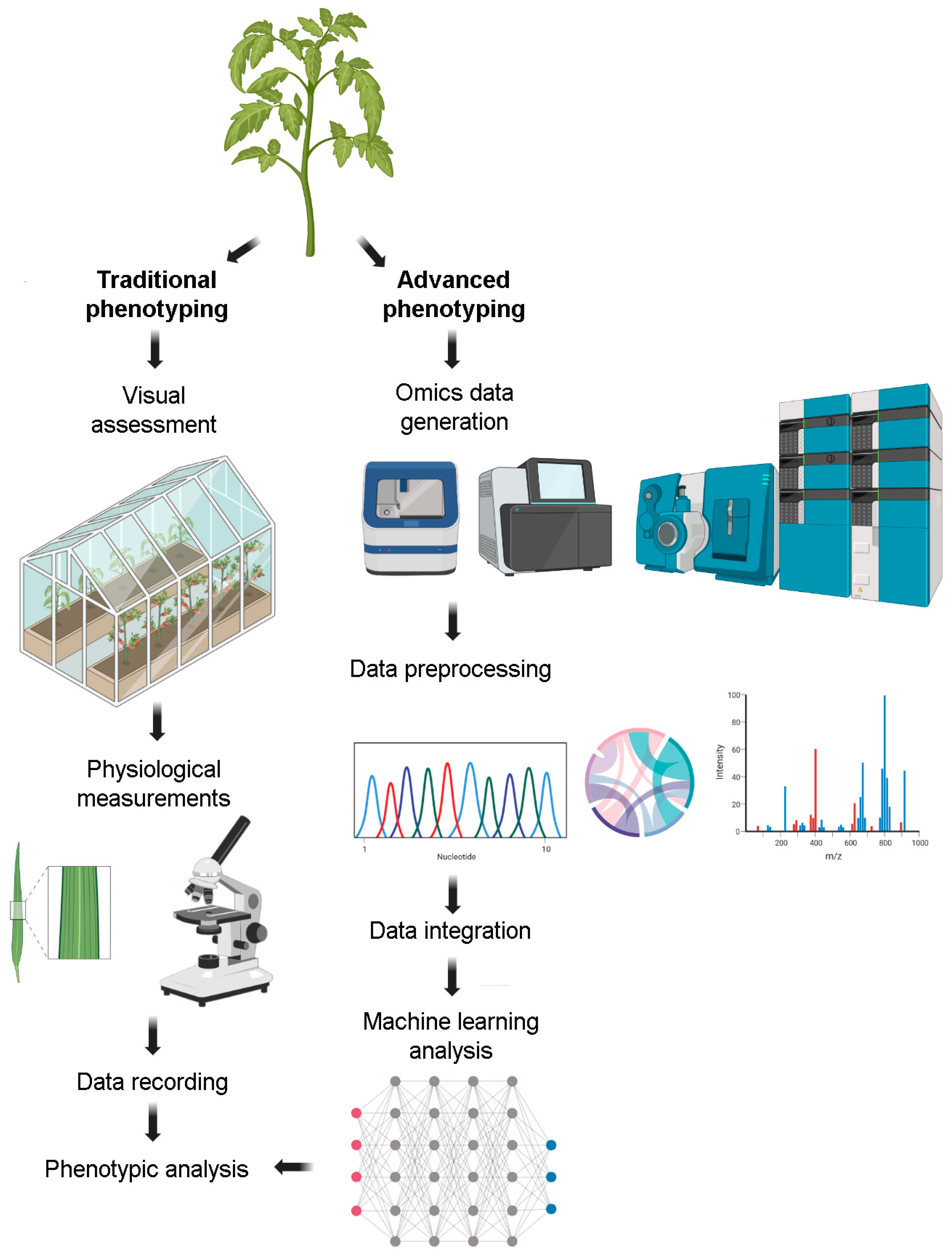 AI-powered interpretable imaging phenotypes noninvasively