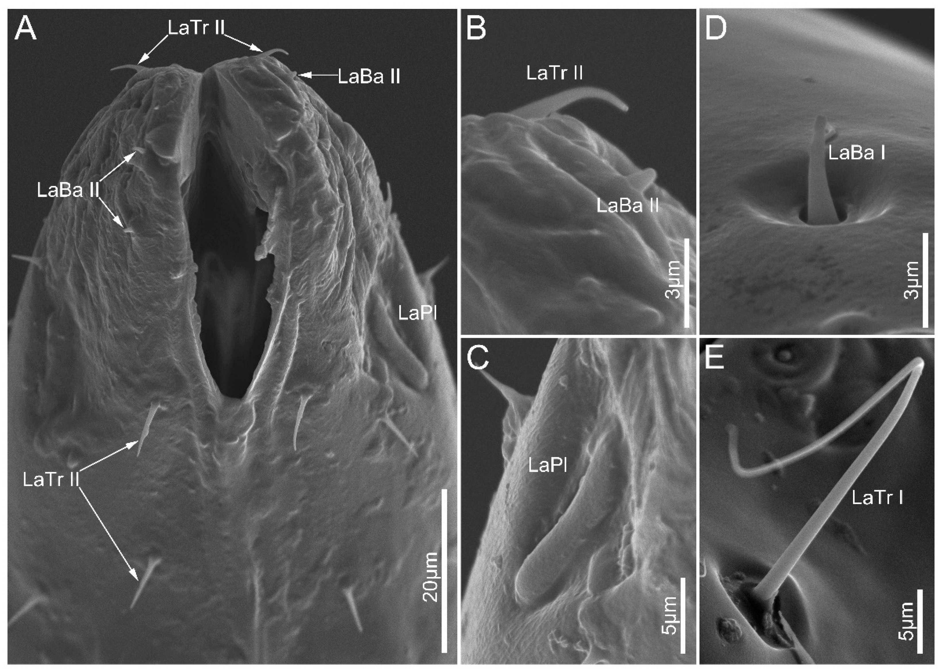 Biology 12 01299 g007