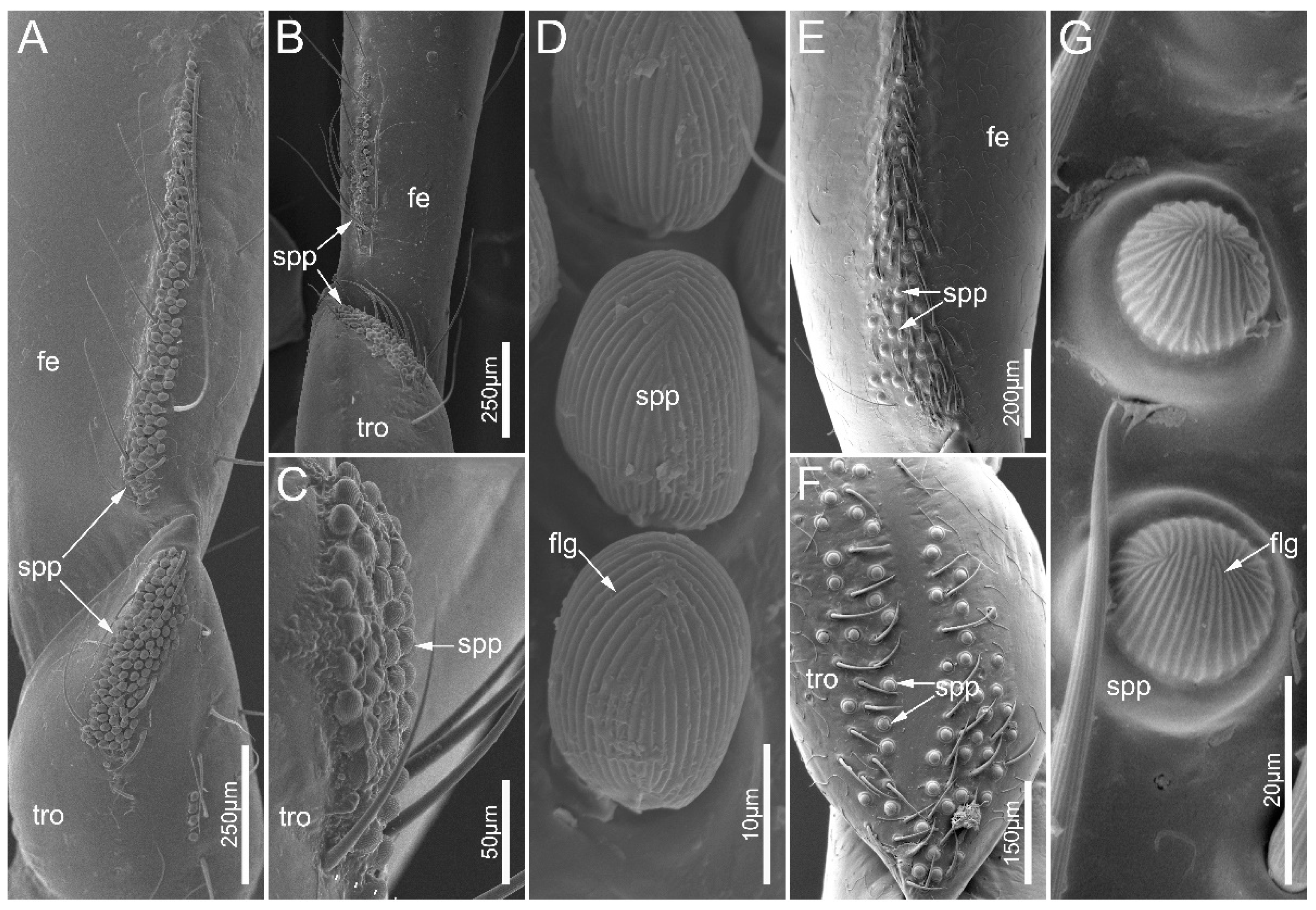 Biology 12 01299 g012
