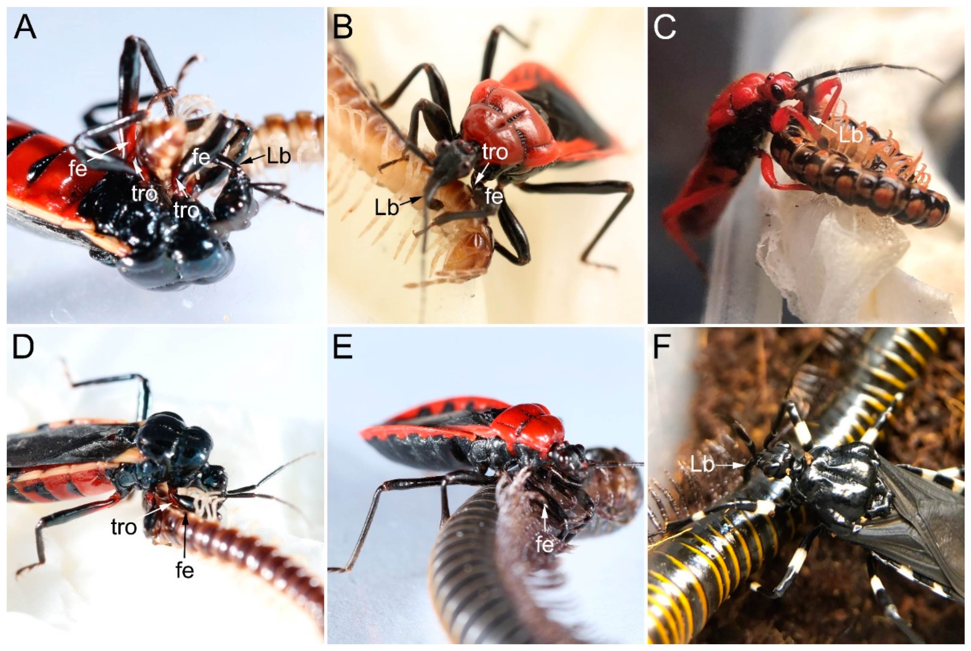Biology 12 01299 g013