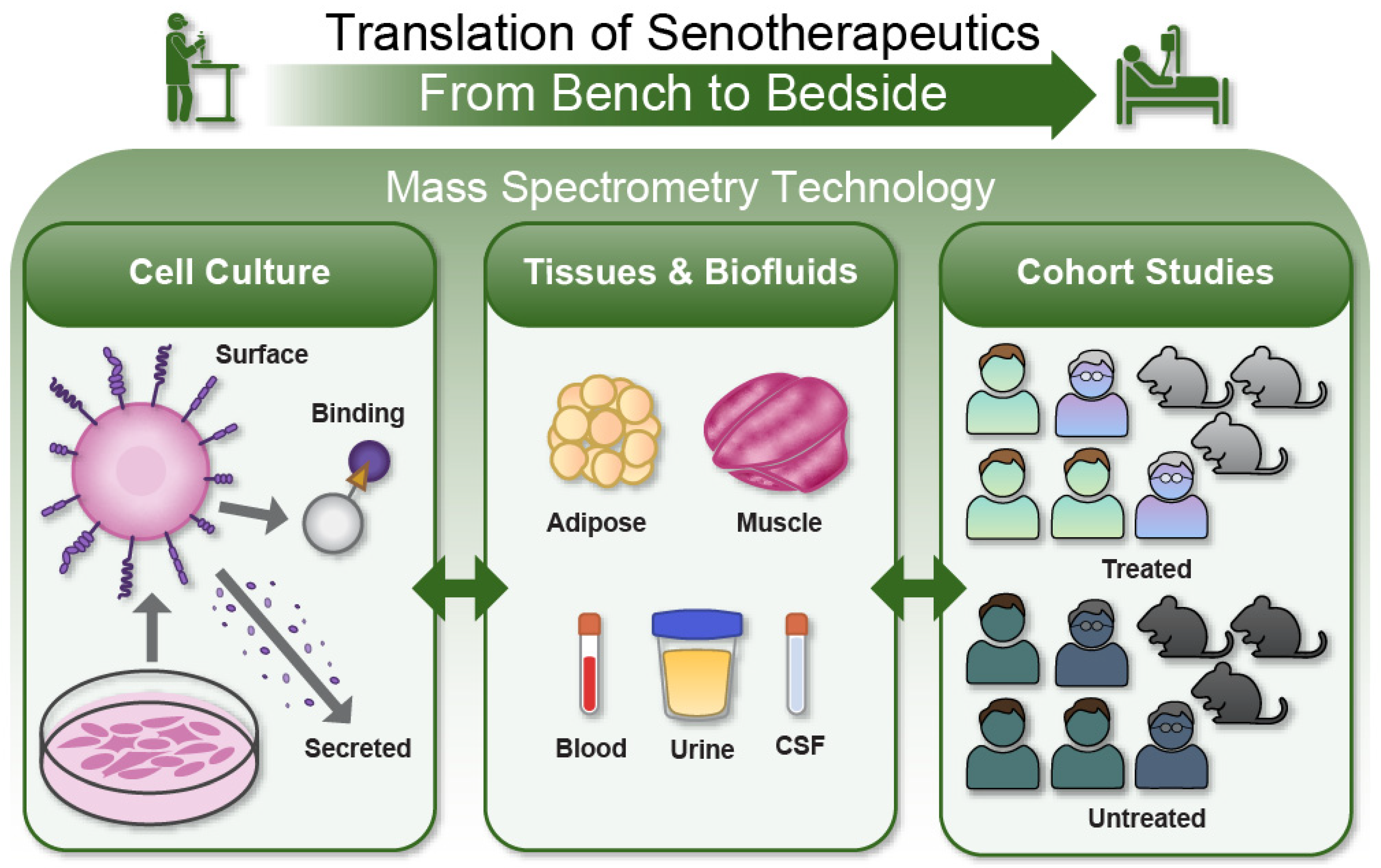 First-of-its-kind live imaging leads to major discovery in how cells  pattern in tissues - Northwestern Now