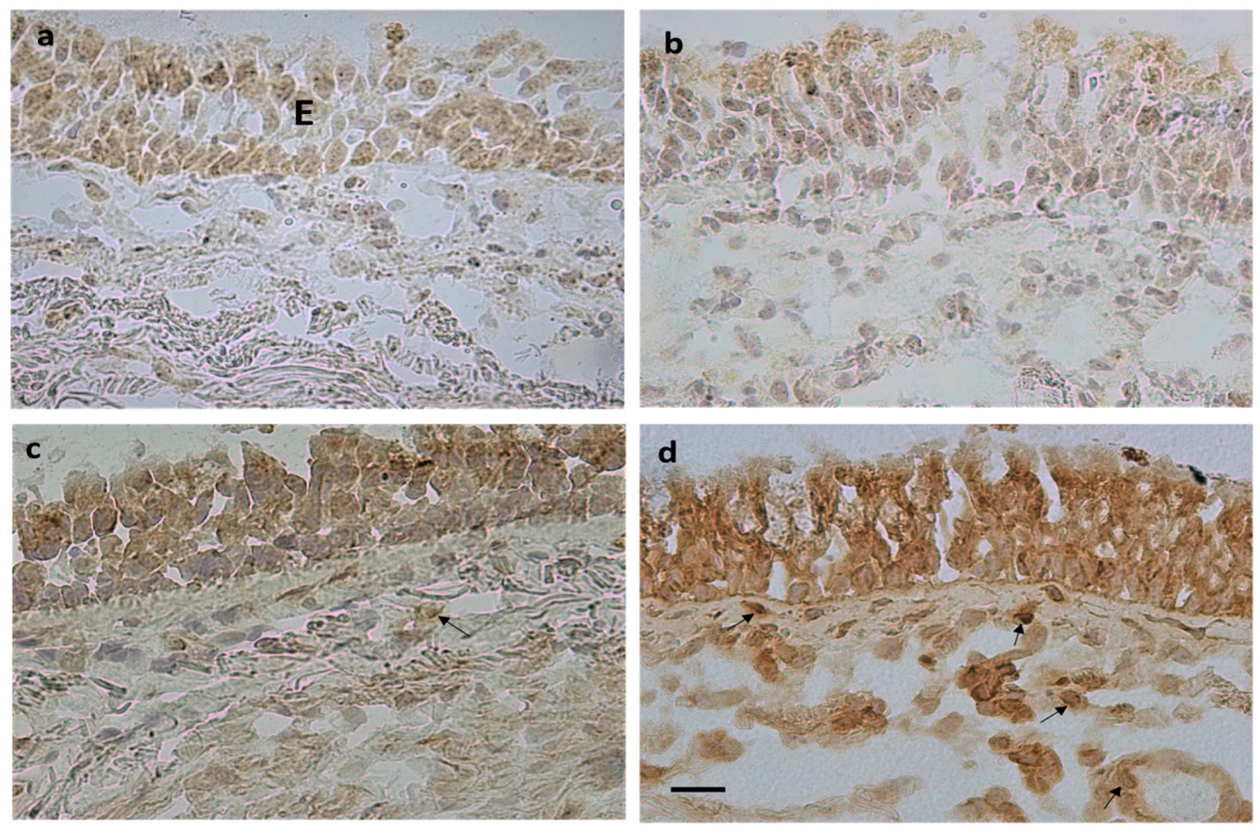 Biology 12 01304 g001 Biology 12 01304 g001