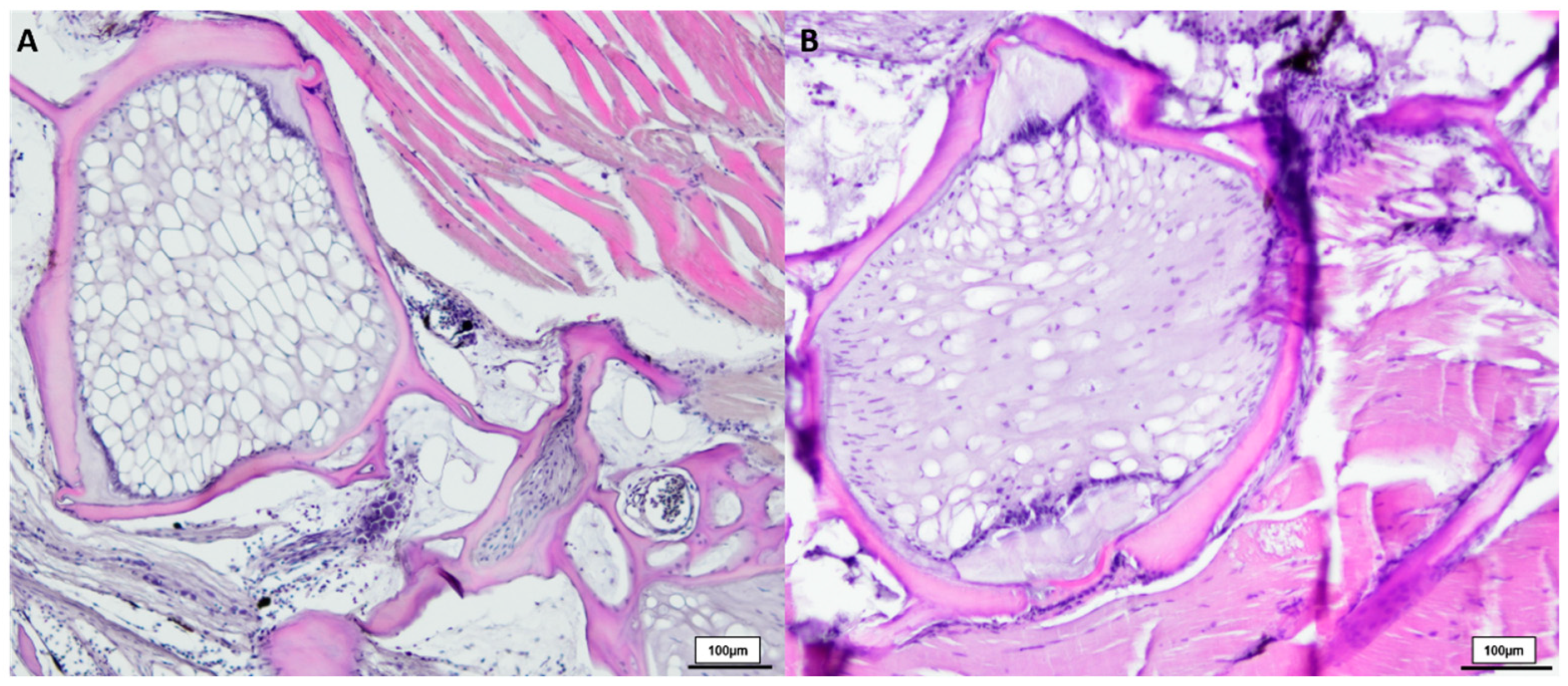 Biology 12 01305 g003 Biology 12 01305 g003