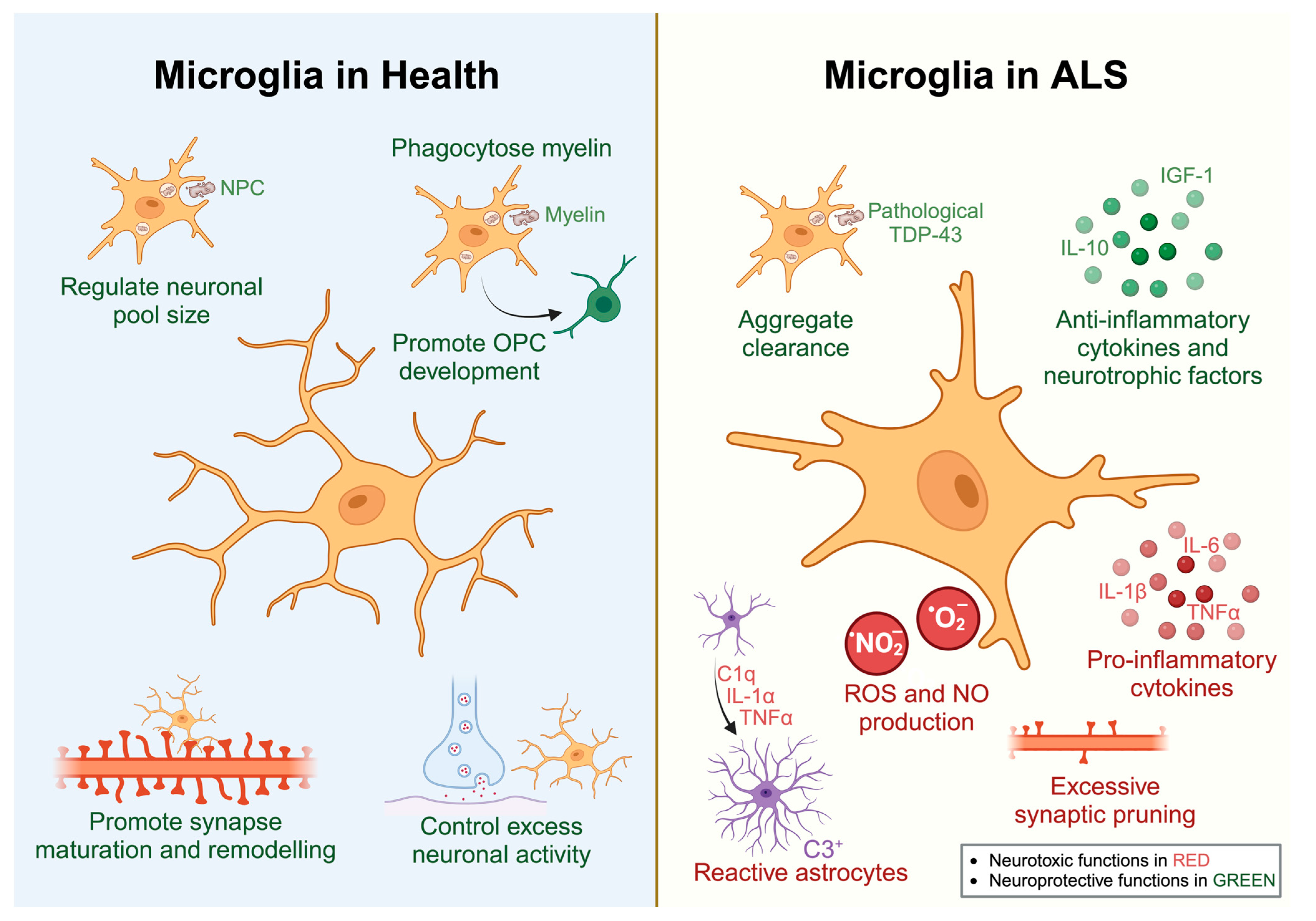 Biology | Free Full-Text | Microglia and Astrocytes in Amyotrophic