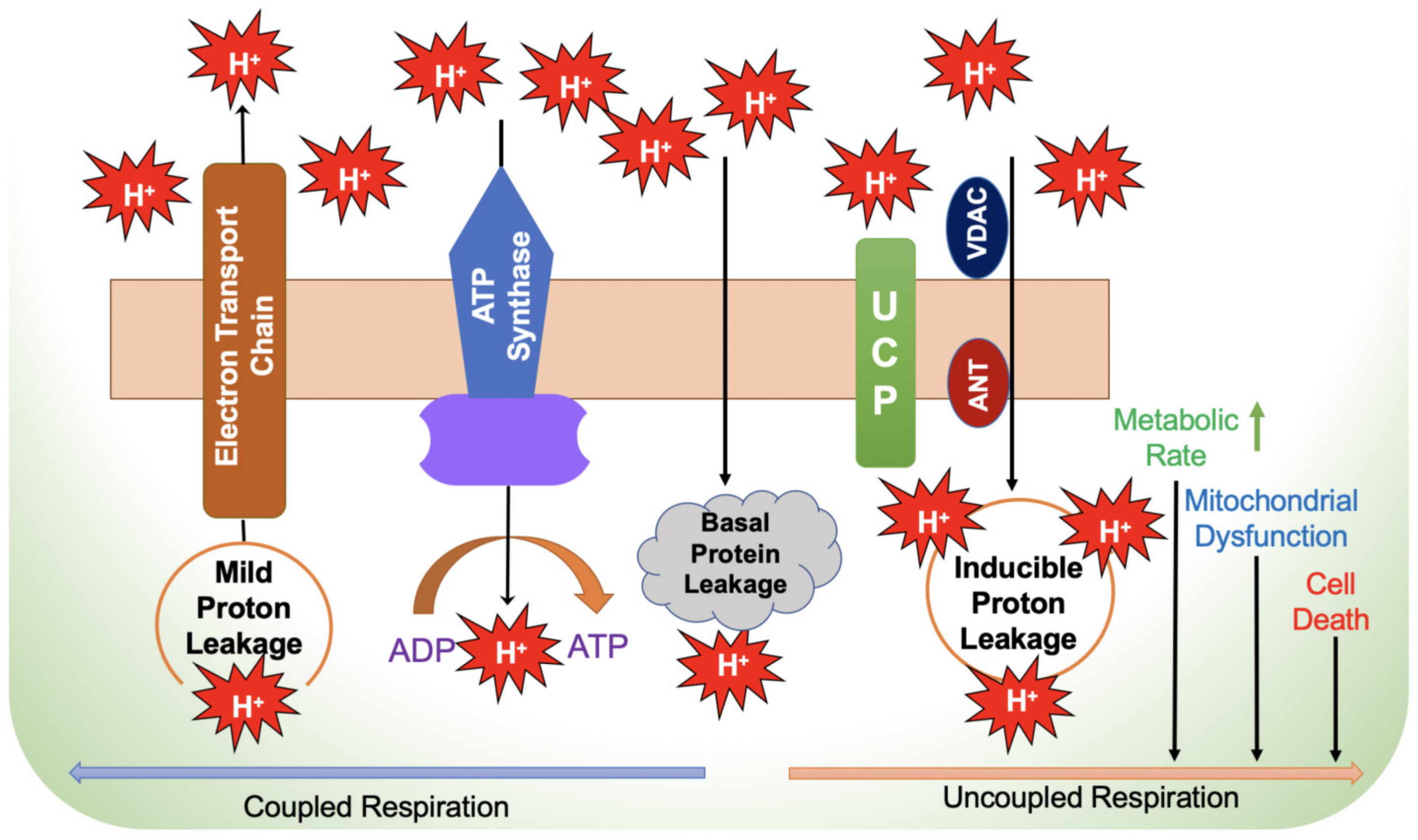 Biology 12 01311 g002