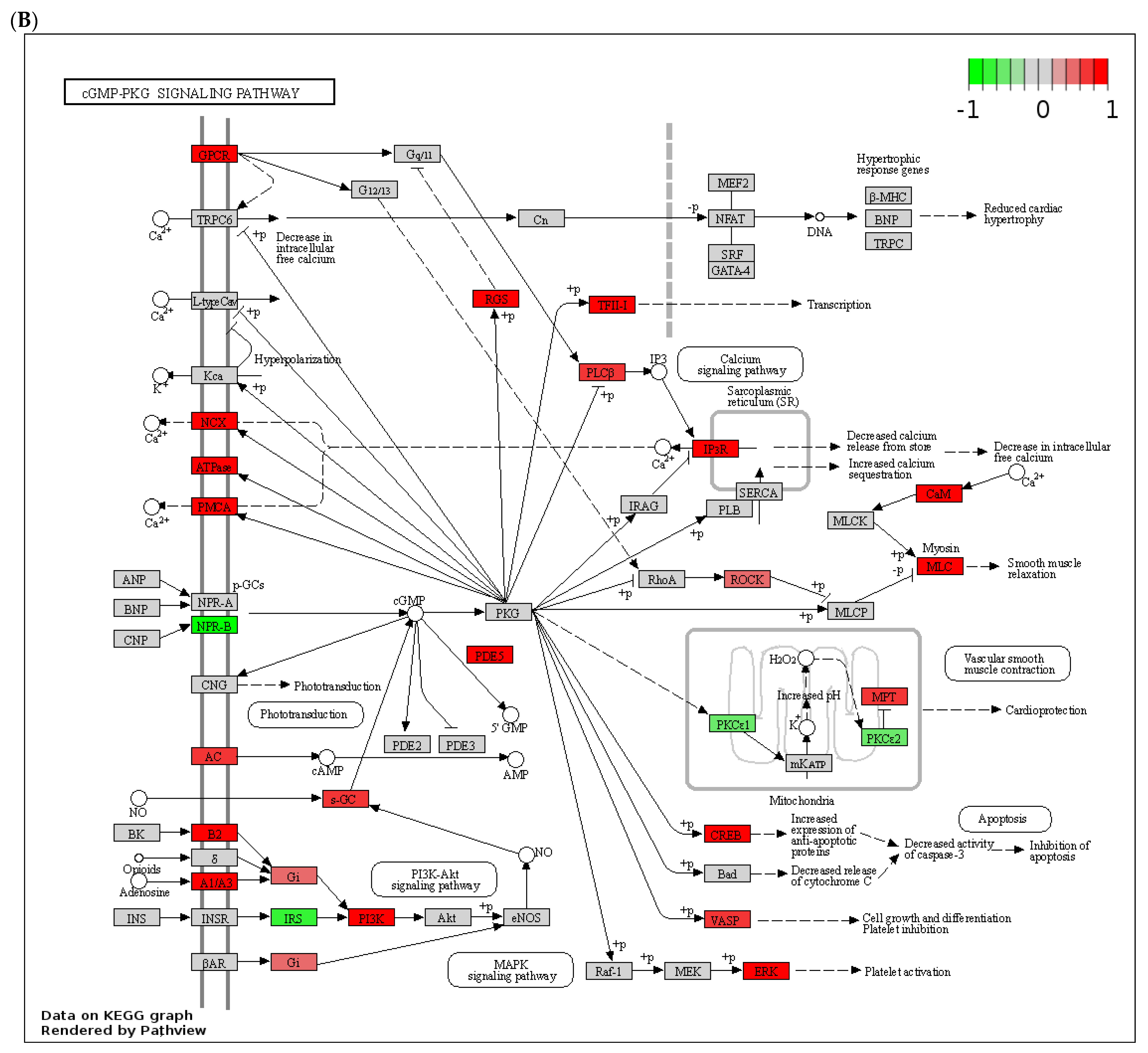 Biology 12 01321 g004b