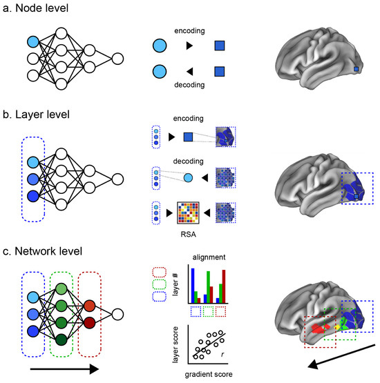 Evaluation of the Hierarchical Correspondence between the Human Brain ...