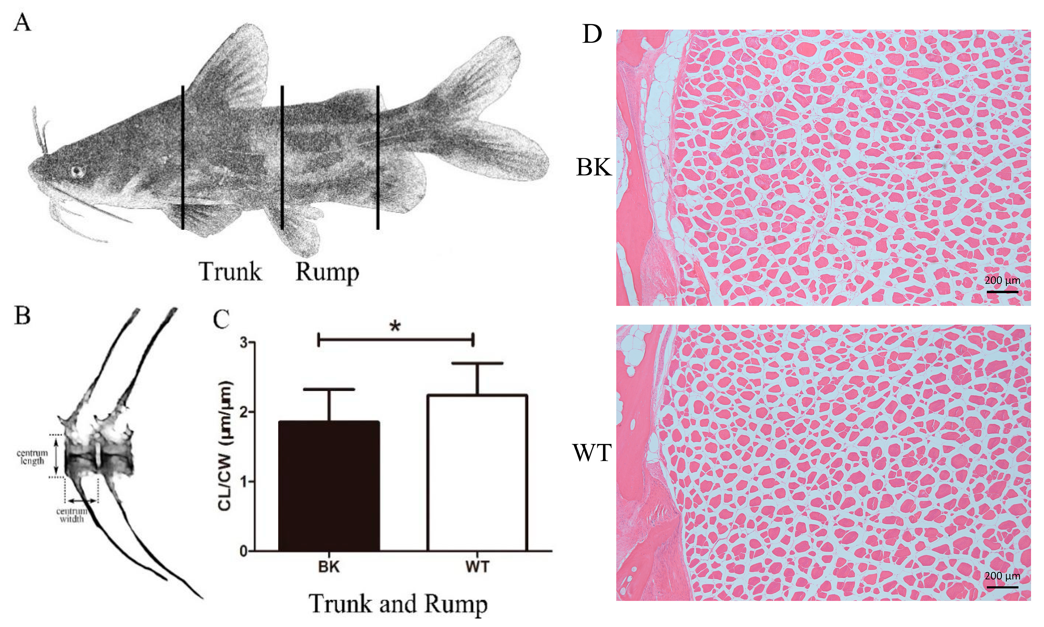 Biology 12 01331 g001