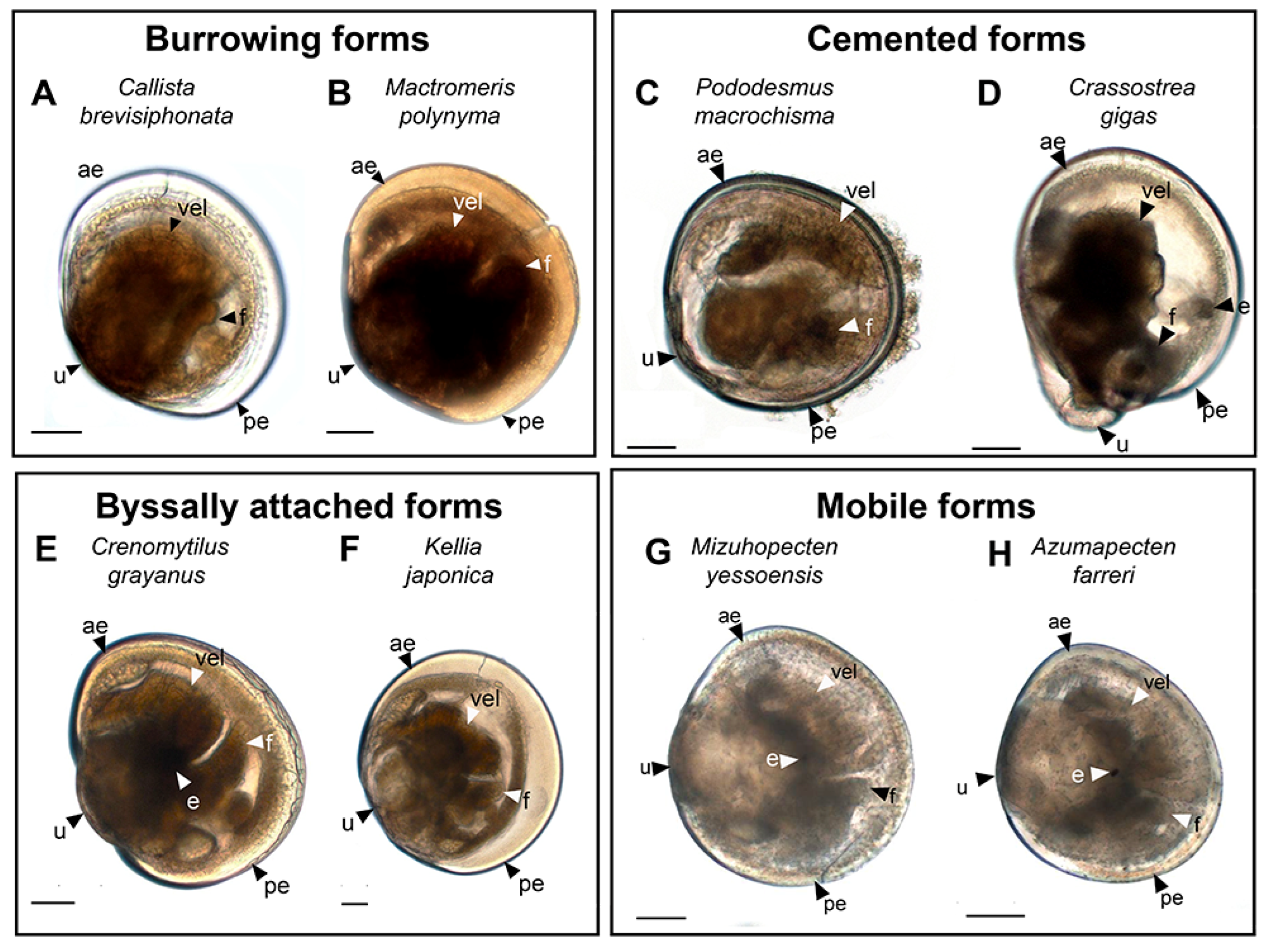 Biology 12 01341 g001