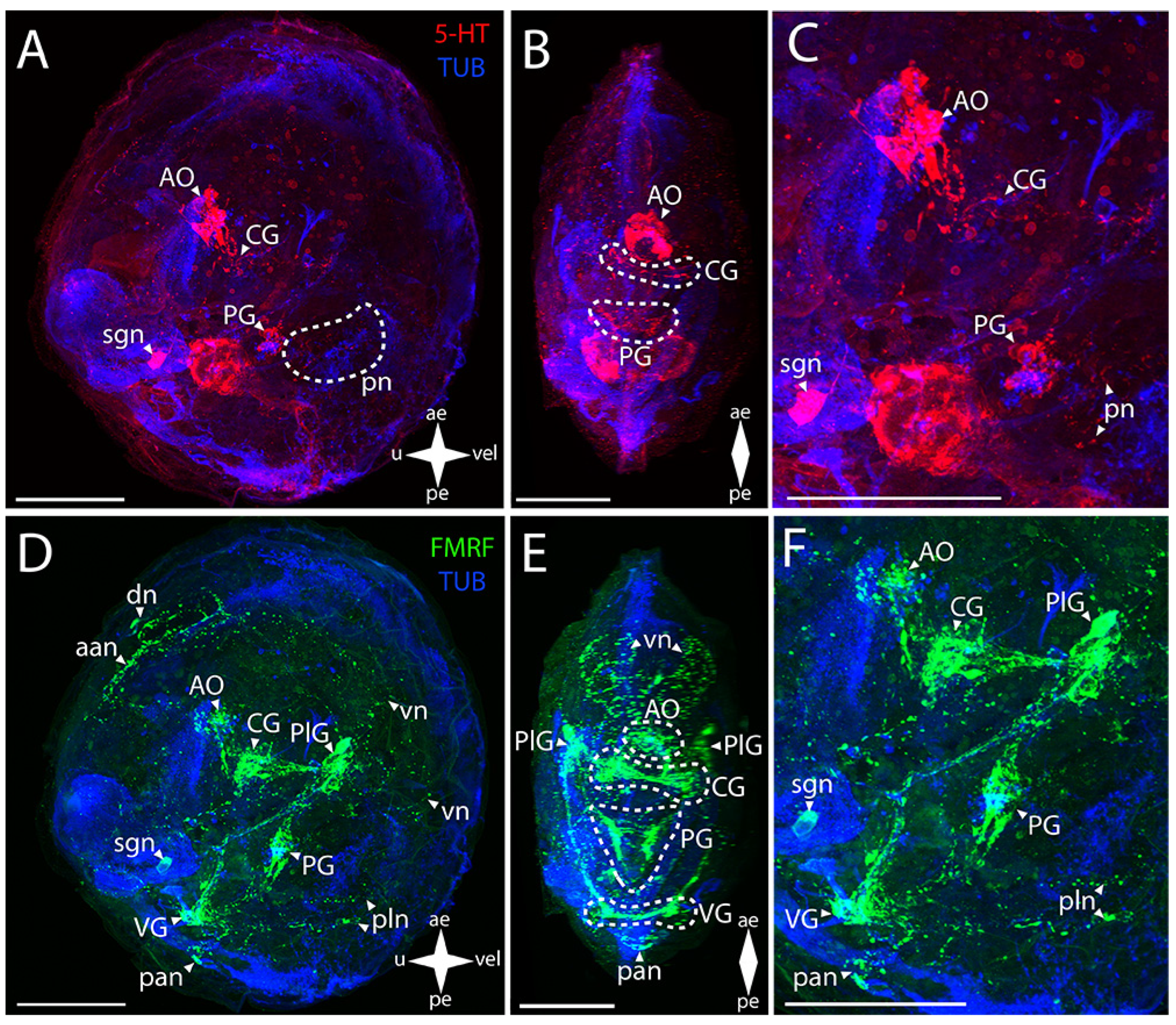 Biology 12 01341 g002