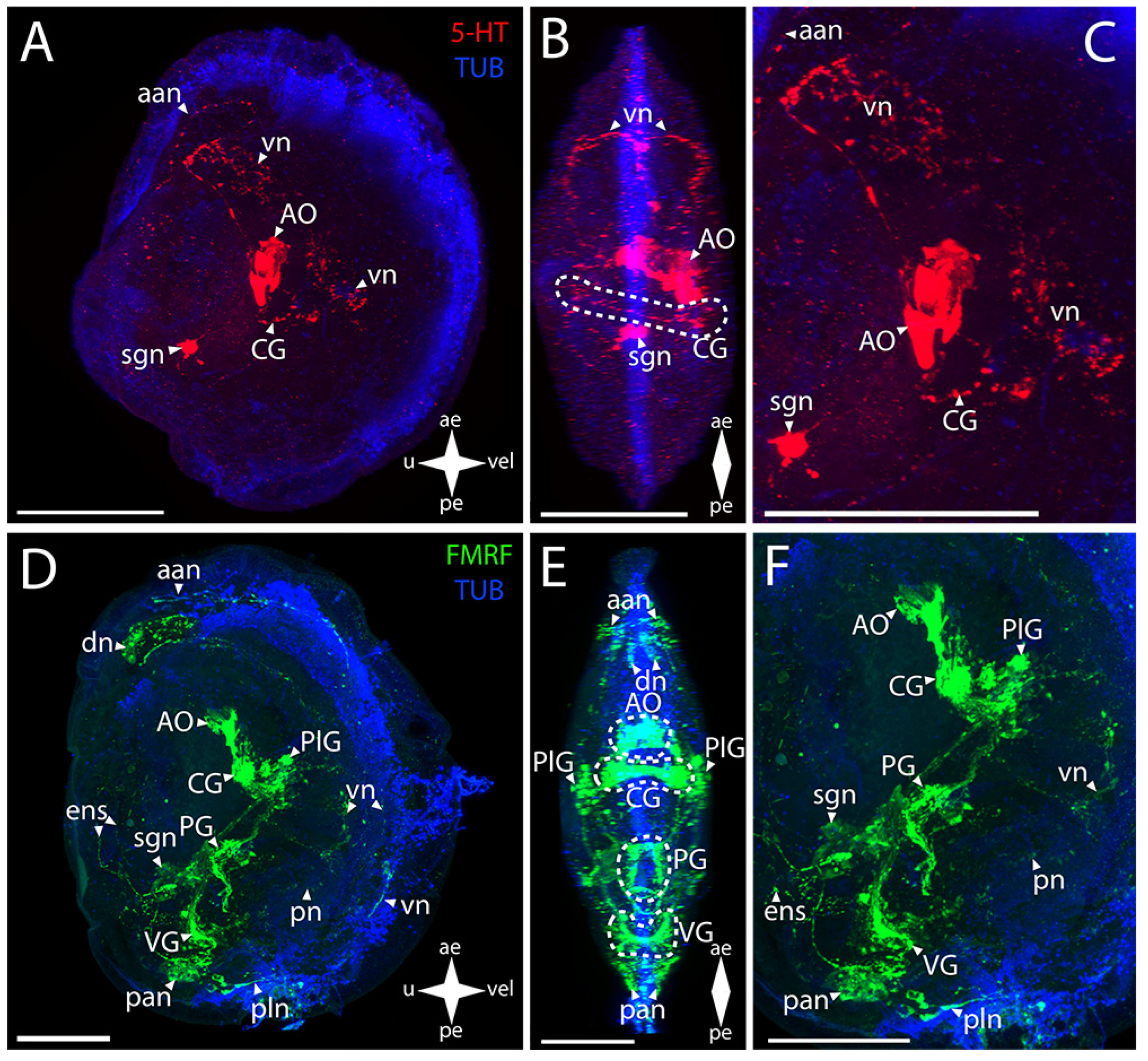 Biology 12 01341 g003