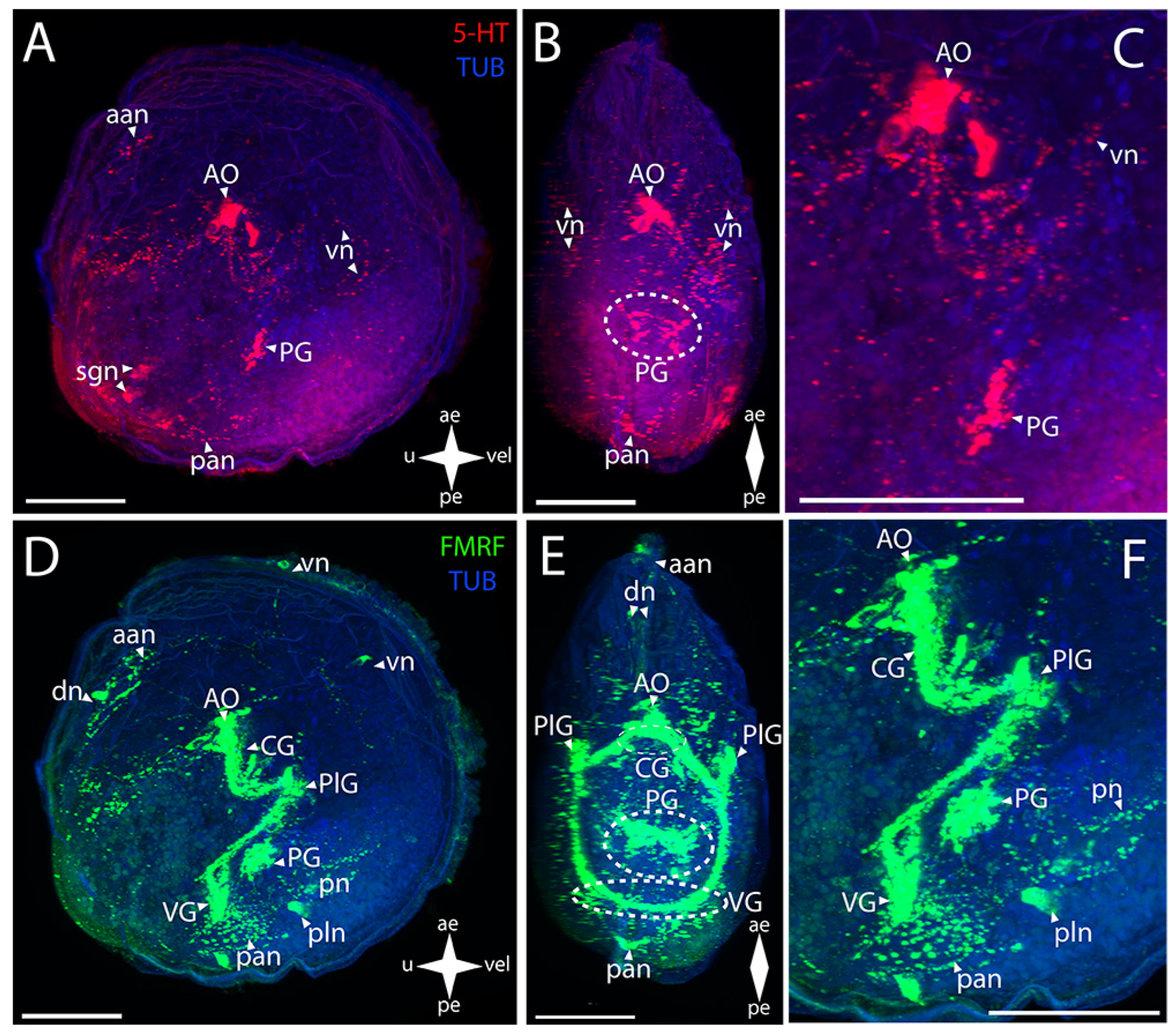 Biology 12 01341 g004