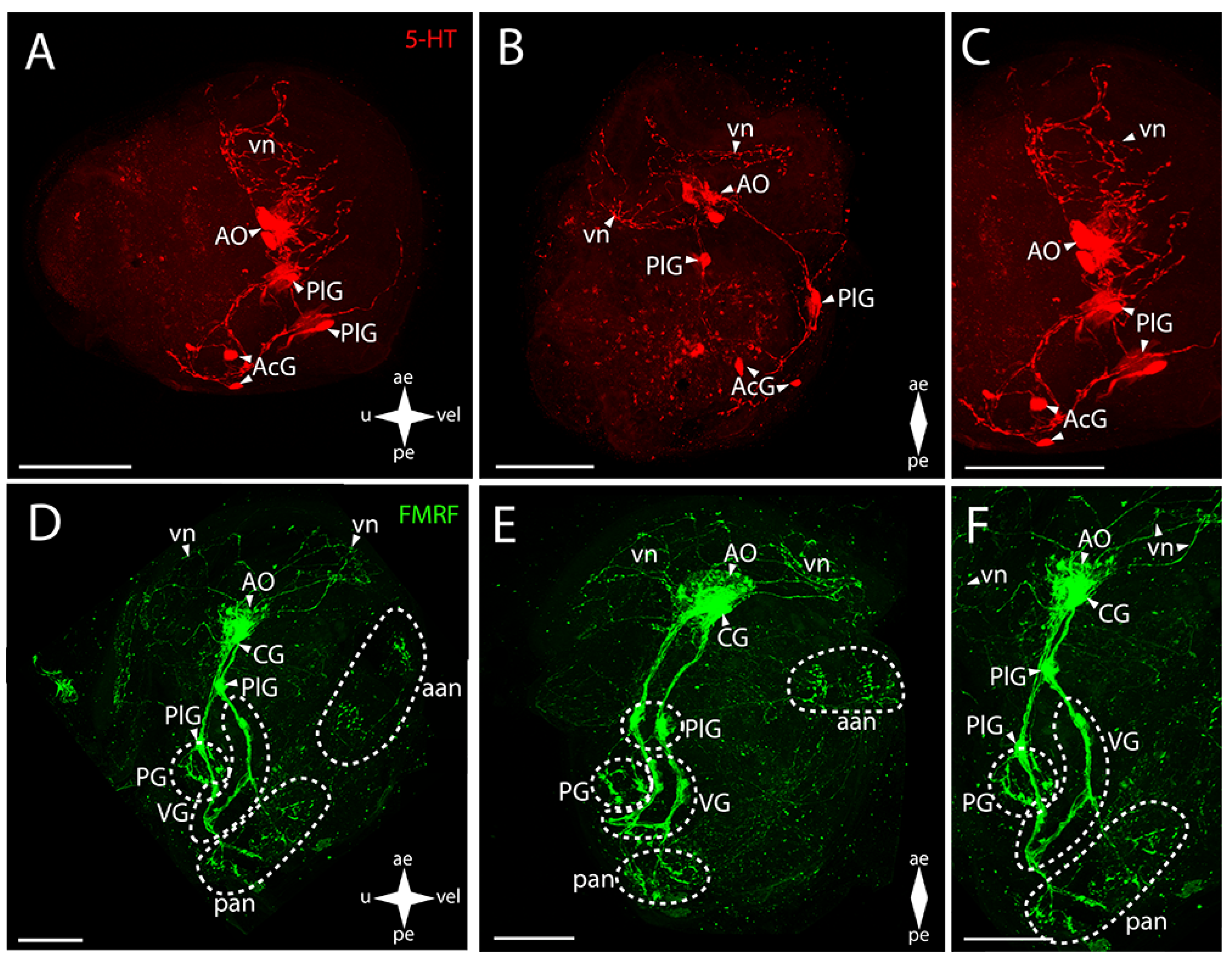 Biology 12 01341 g005
