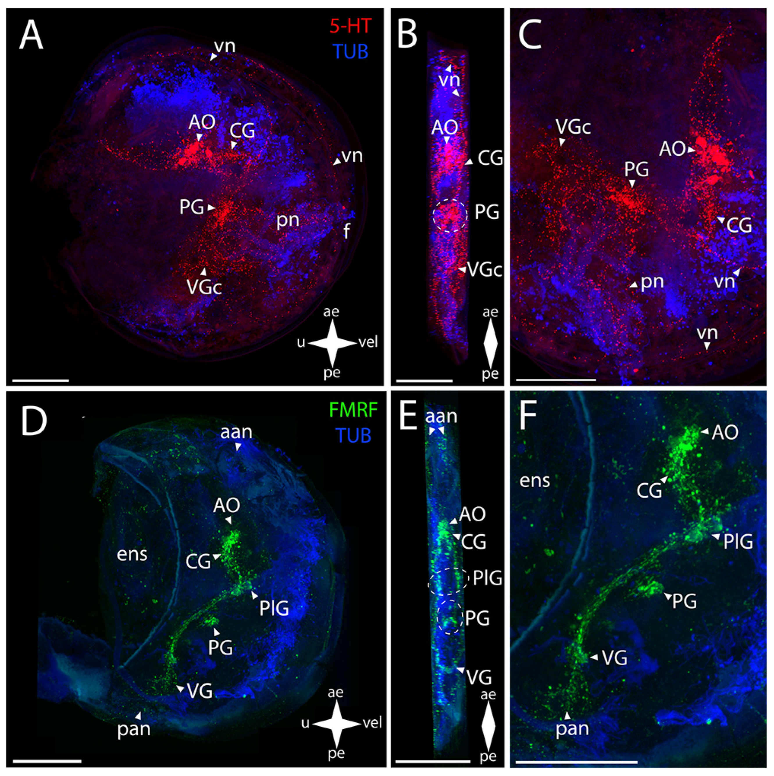 Biology 12 01341 g009