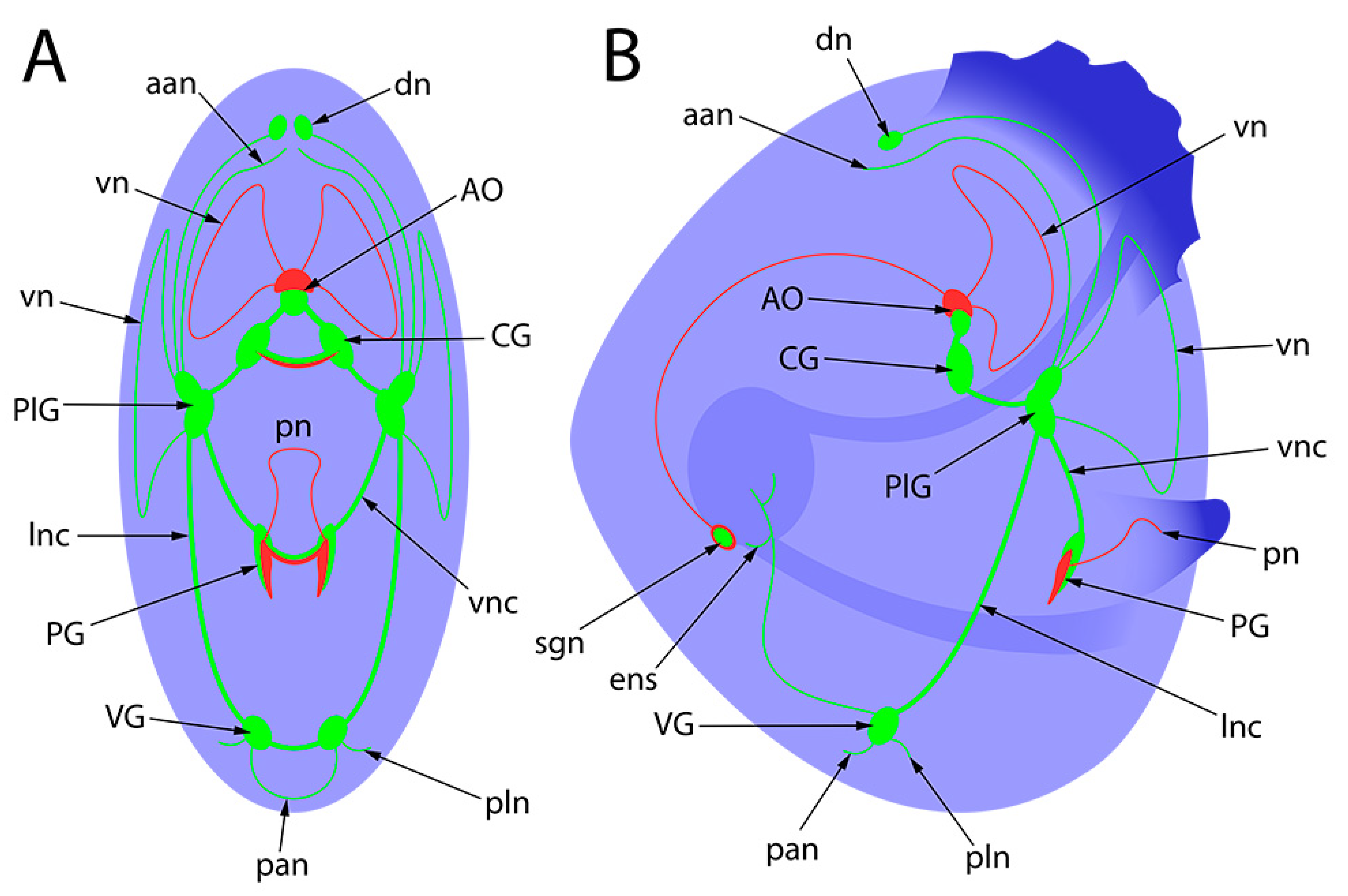 Biology 12 01341 g011