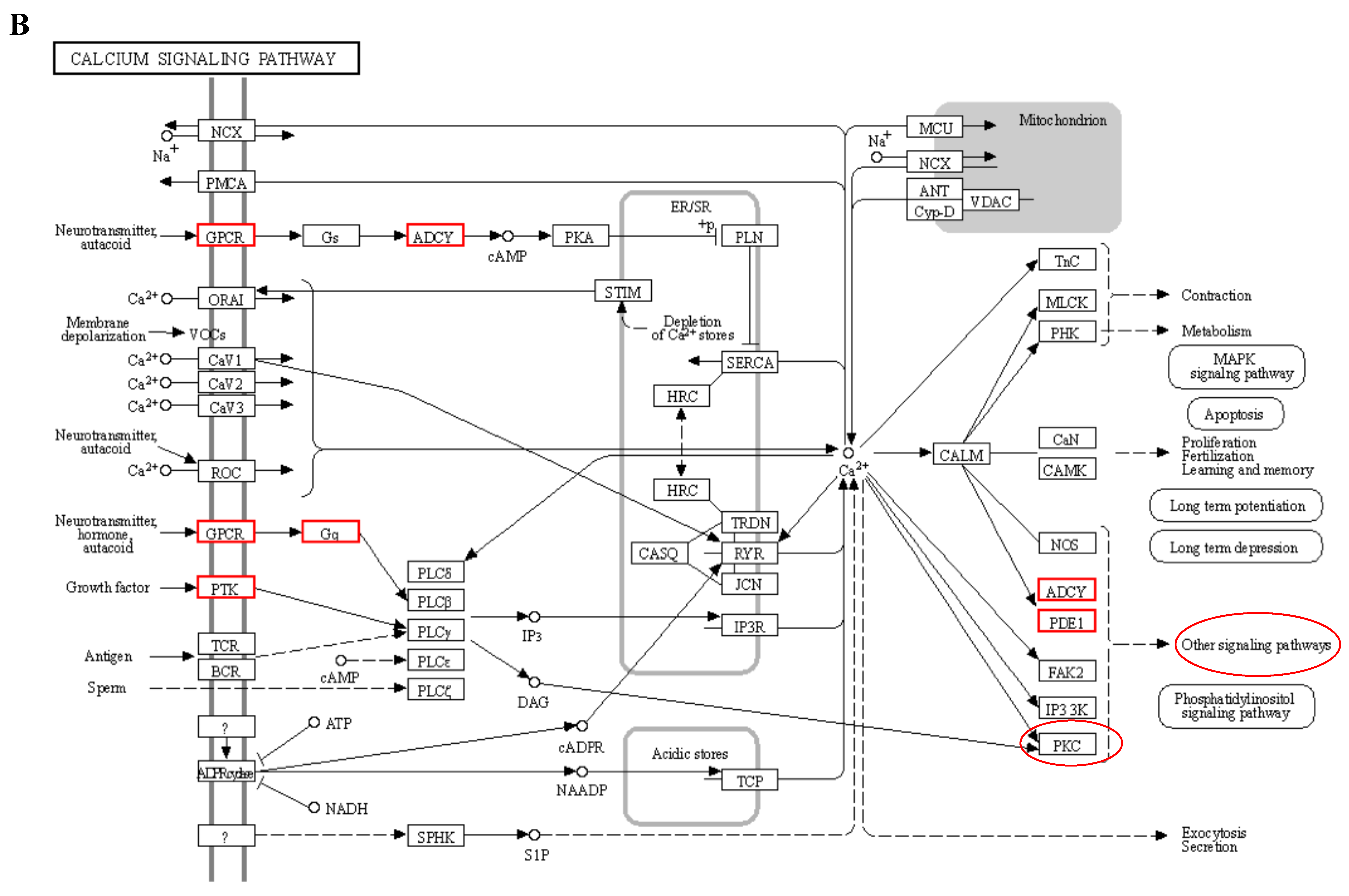 Biology 12 01345 g010b