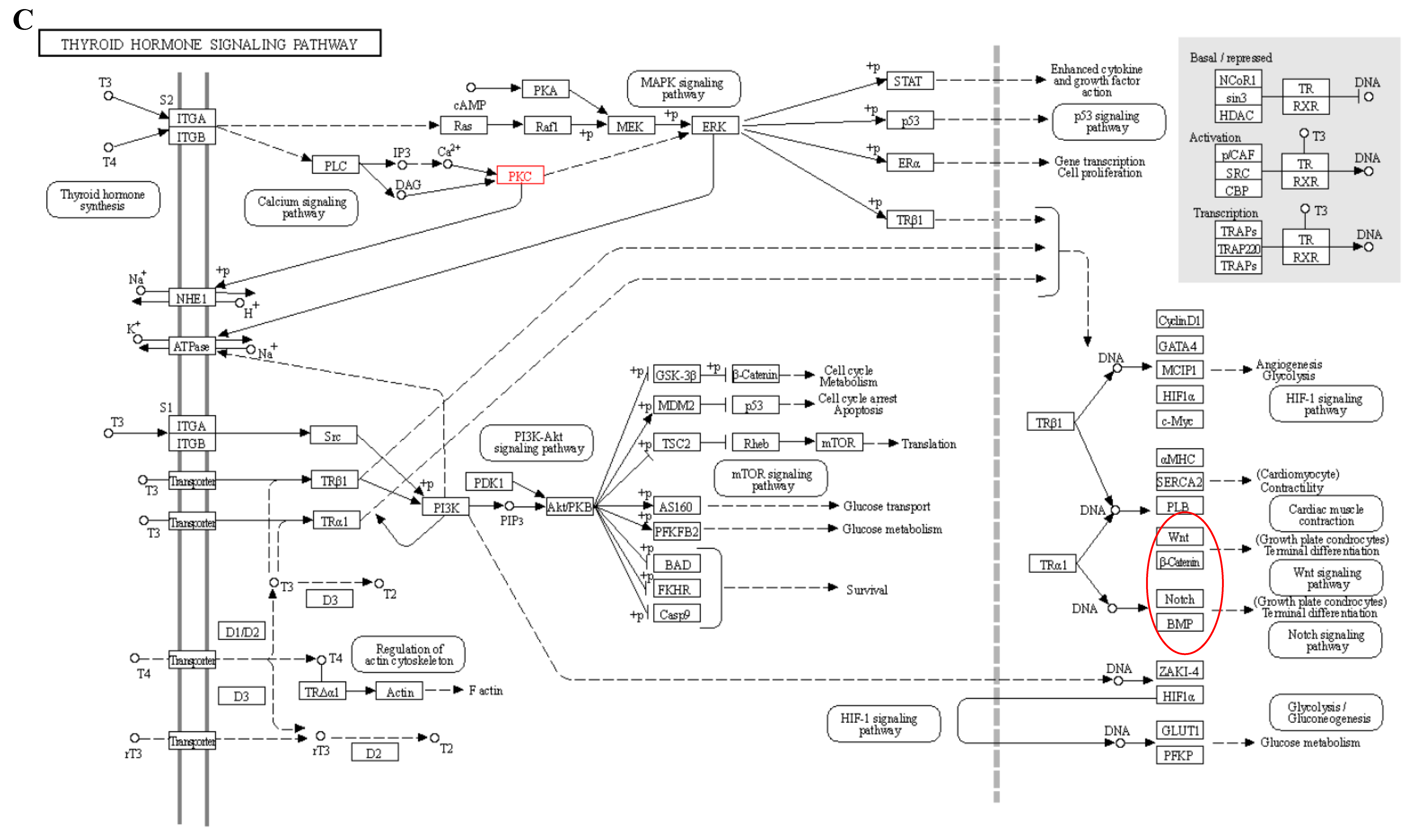 Biology 12 01345 g010c