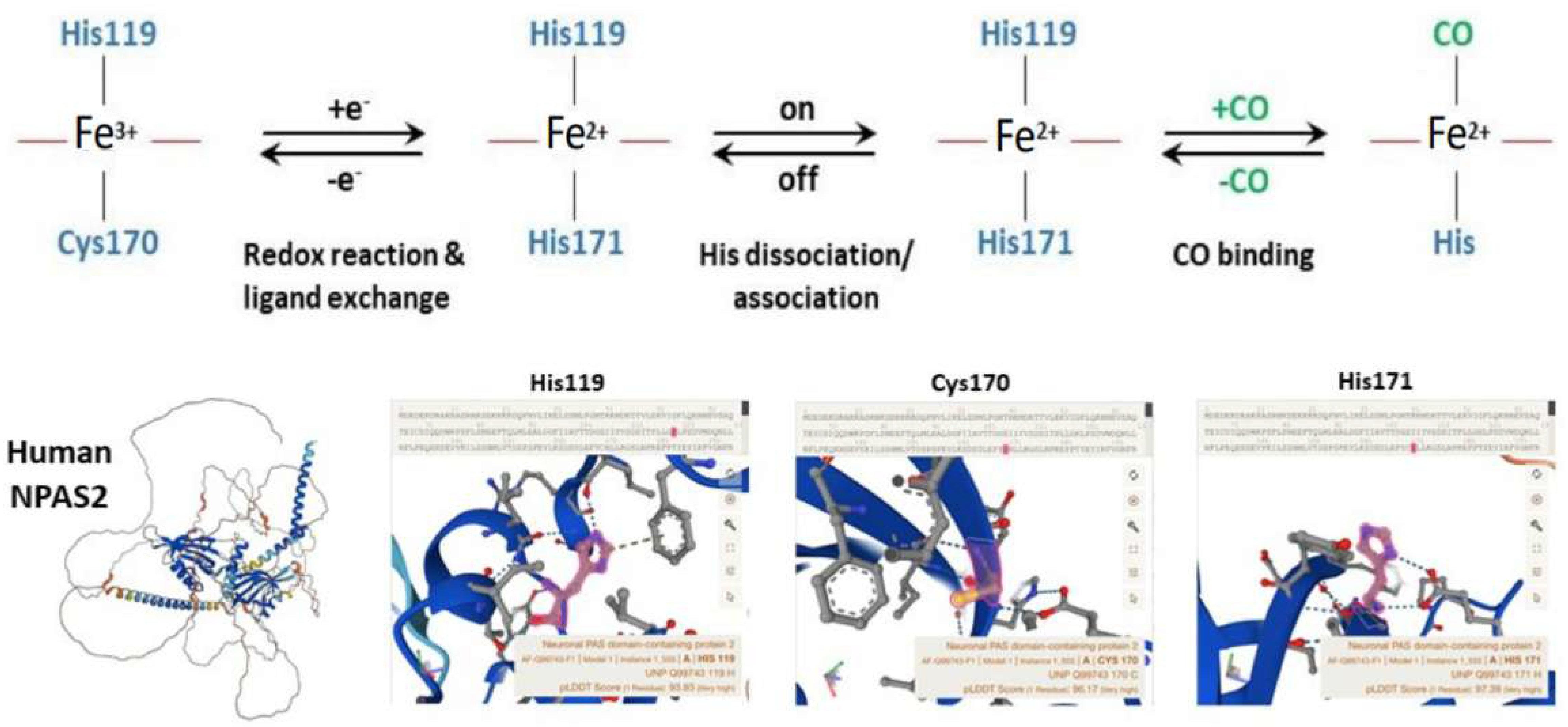 Biology 12 01354 g004 Biology 12 01354 g004