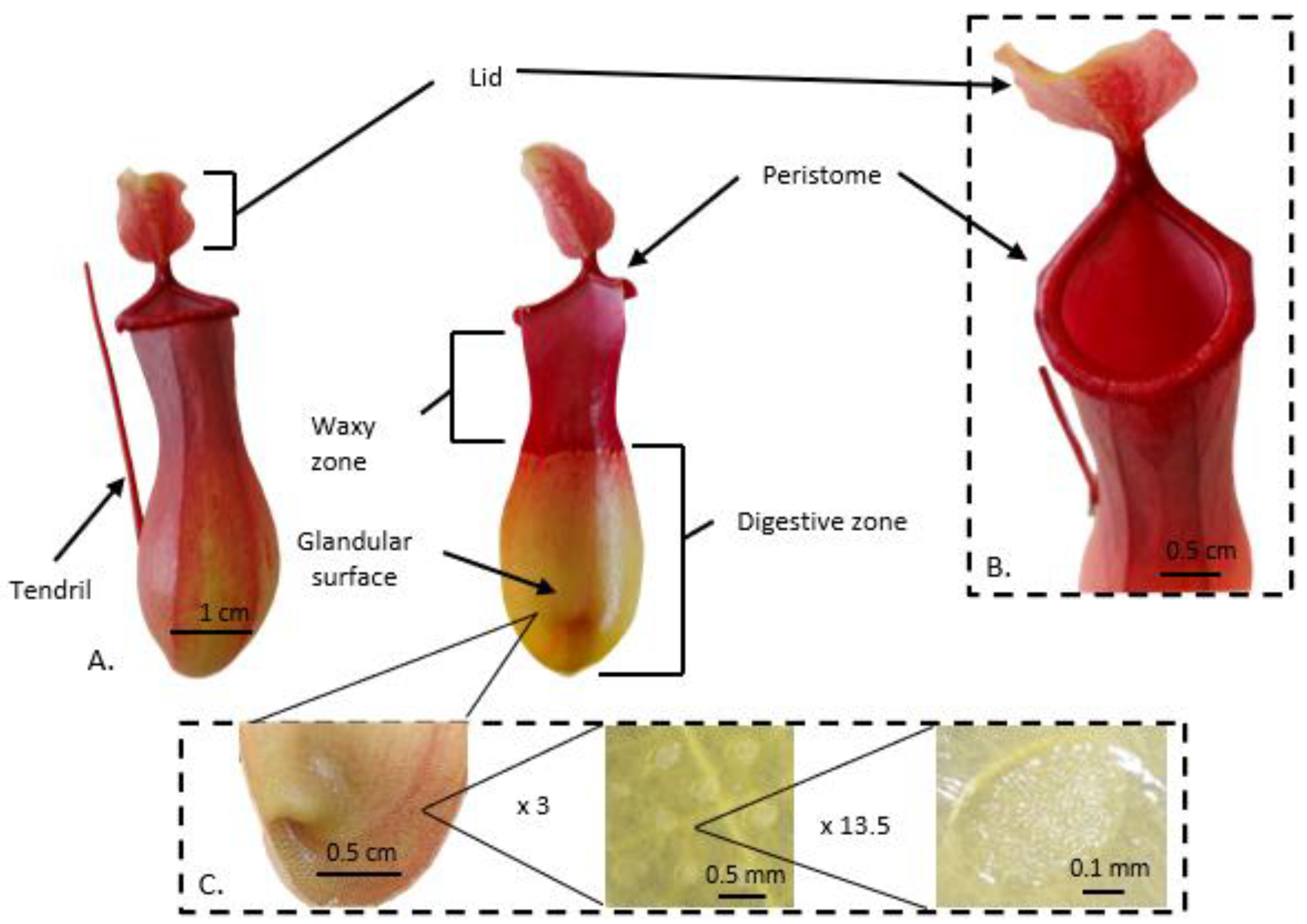 Biology 12 01356 g002 Biology 12 01356 g002