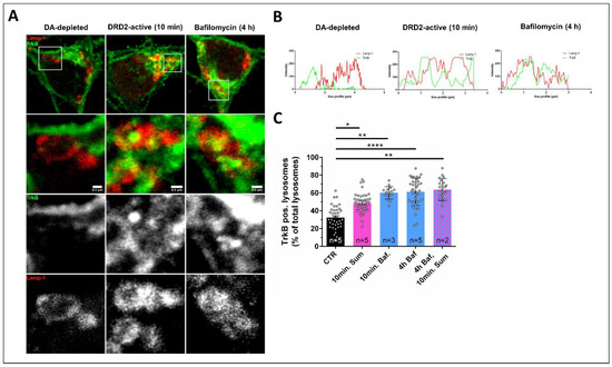 【Y u i 】 Dopaminergic Input Regulates the Sensitivity of Indirect