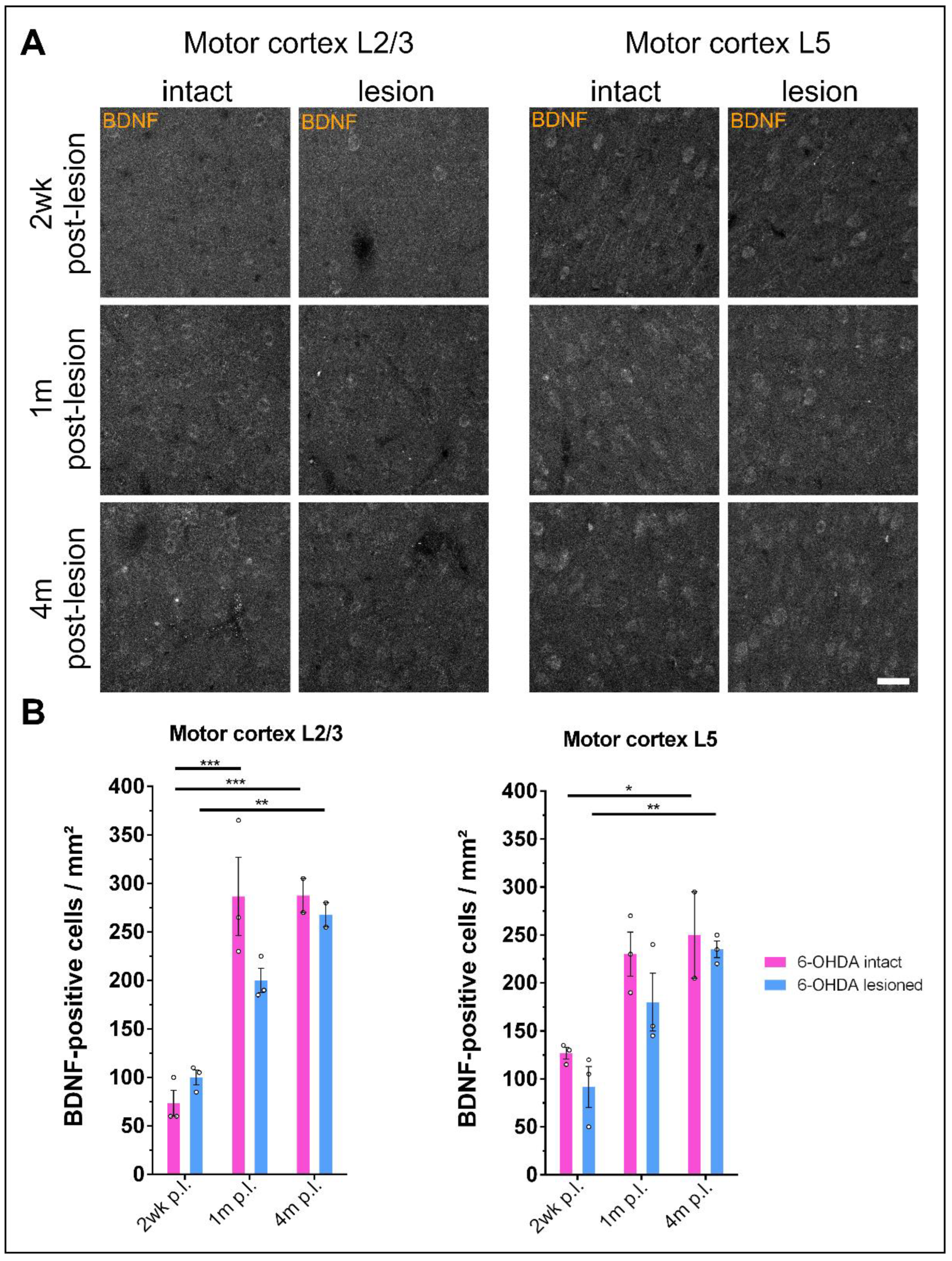 Biology 12 01360 g006 Biology 12 01360 g006