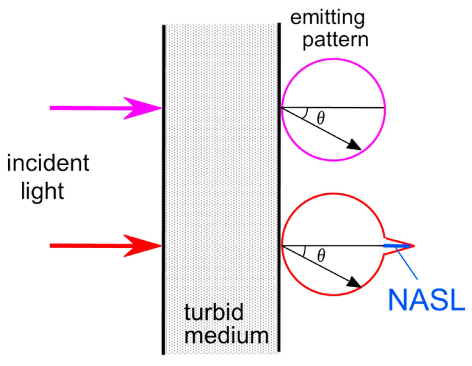 Biology 12 01362 g007 Biology 12 01362 g007