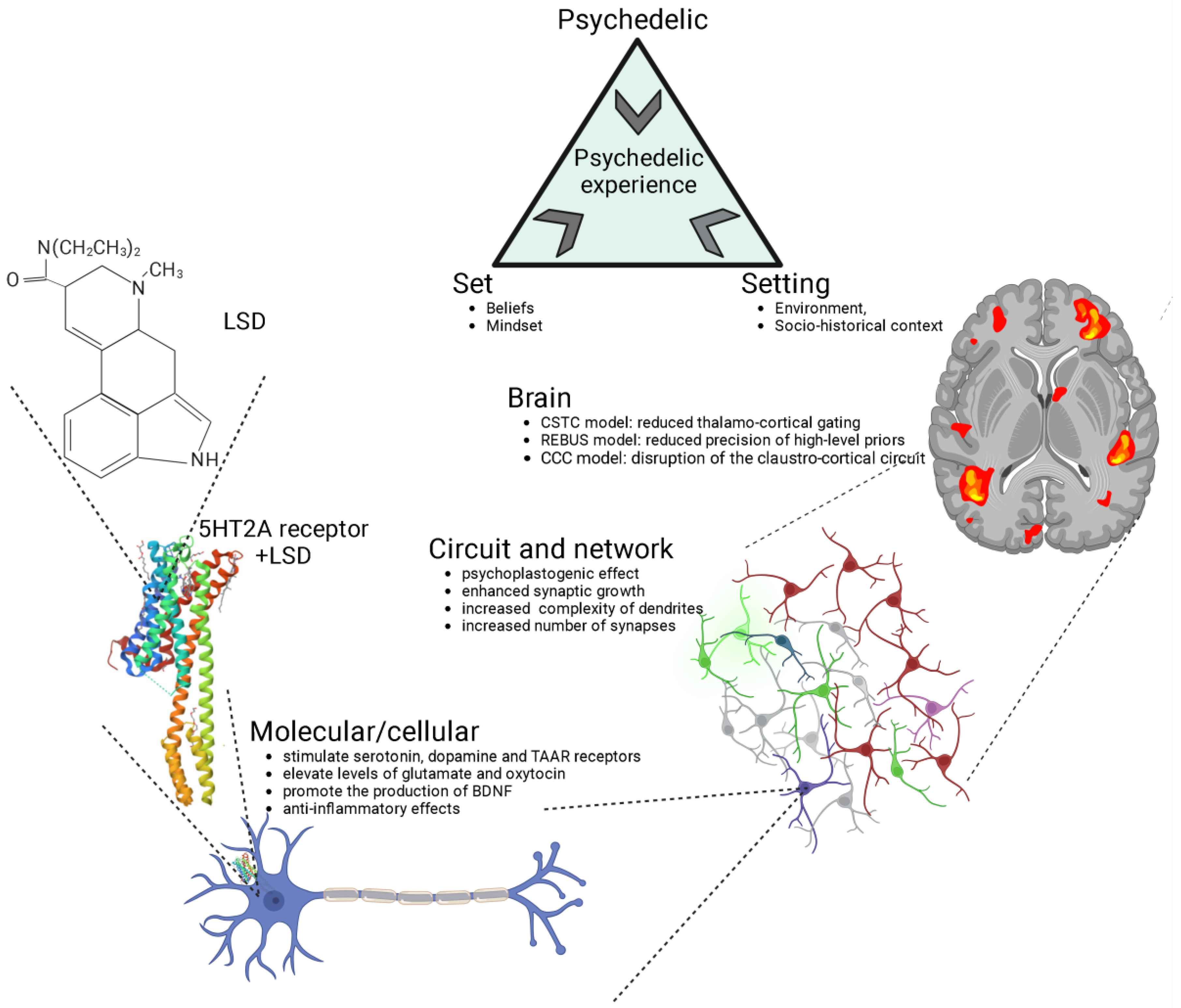 The menstrual rhythm of the brain. Research shows in the female brain,  regions important for memory and perception are remodeled in the course of  the menstrual cycle : r/science