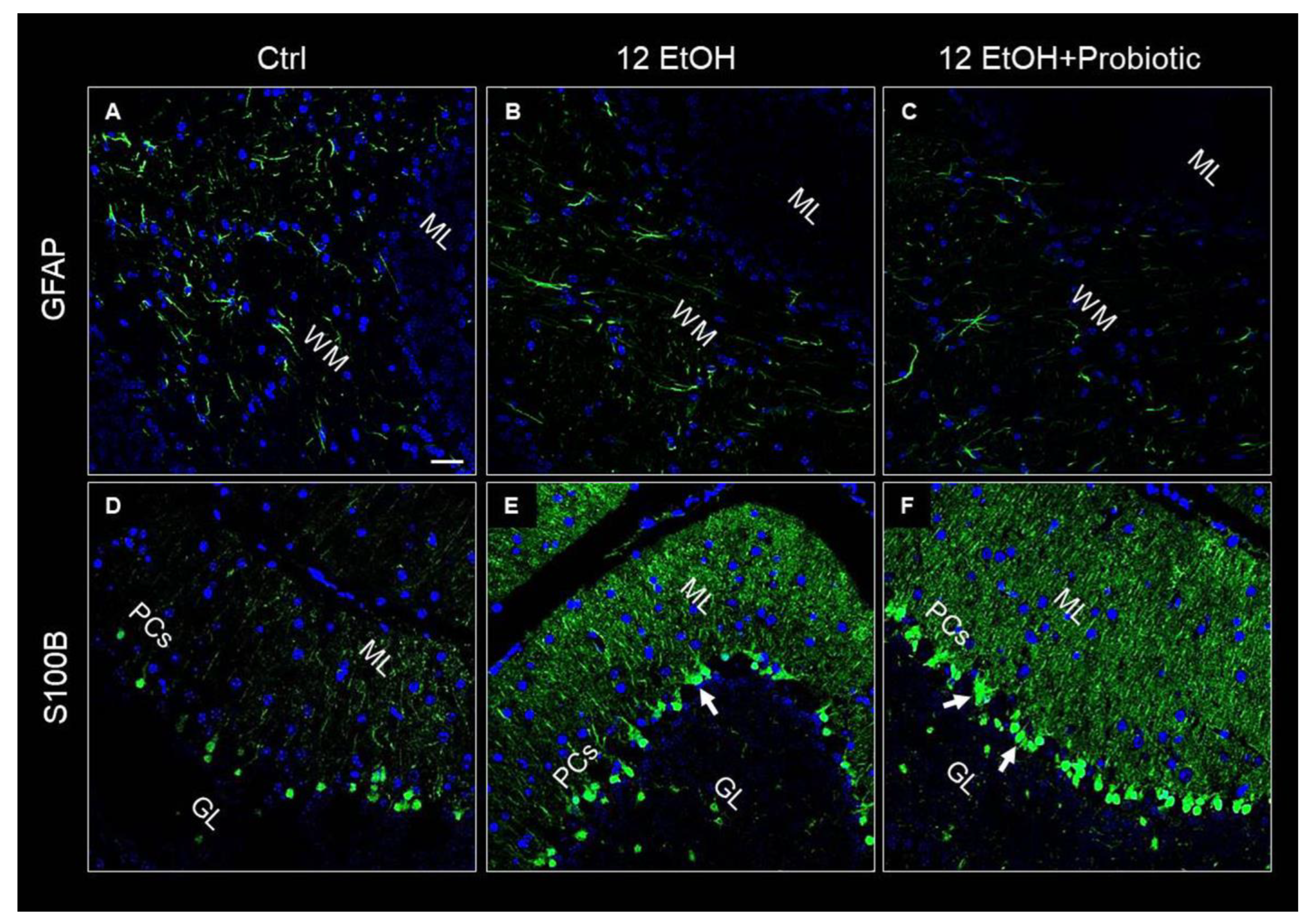 Biology 12 01394 g009