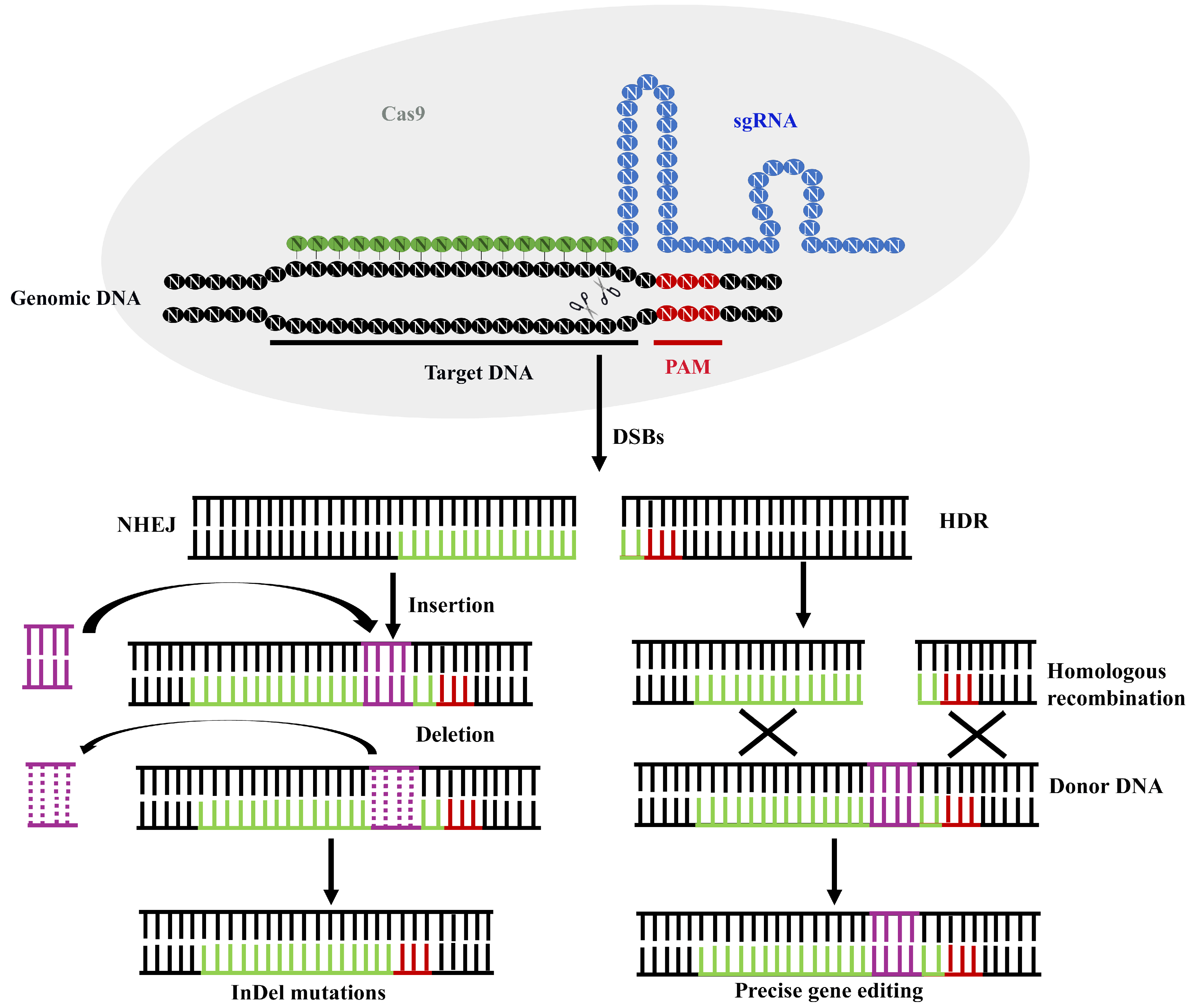 Biology 12 01400 g001