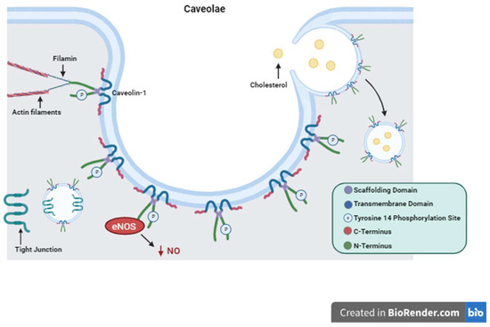Biology | Free Full-Text | Caveolin-1: A Review of Intracellular ...