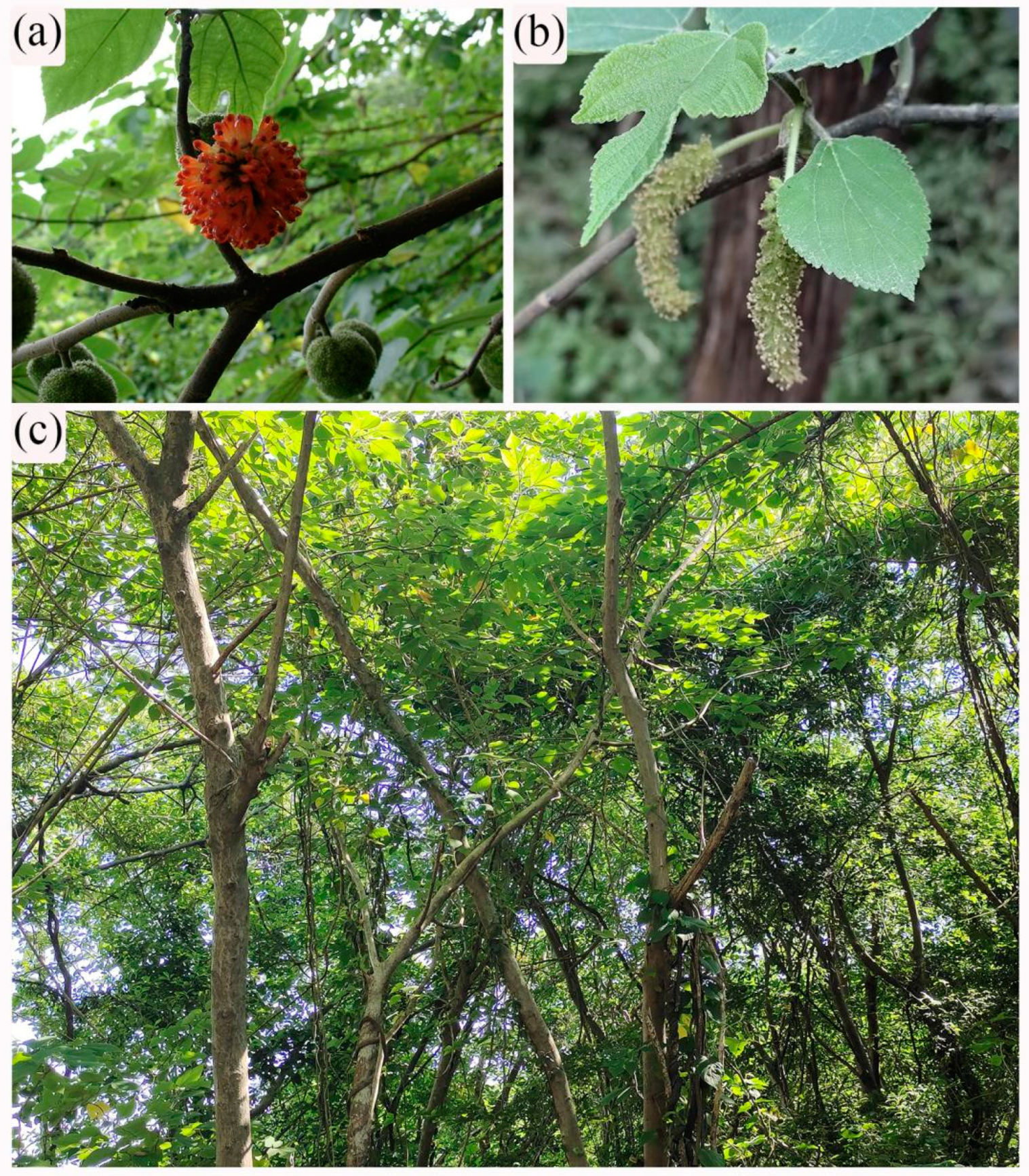 Biology 12 01410 g001