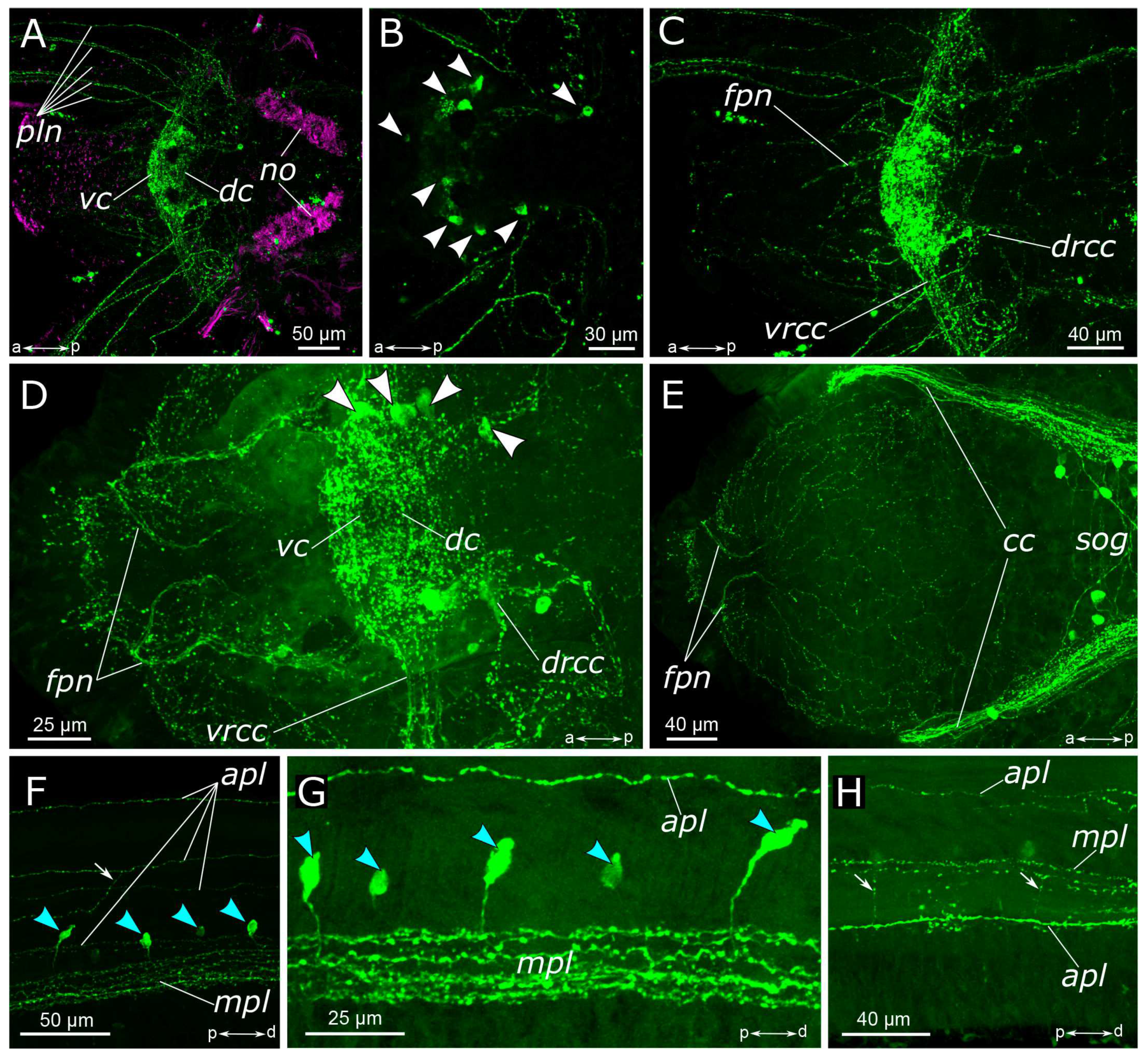 Biology 12 01412 g002